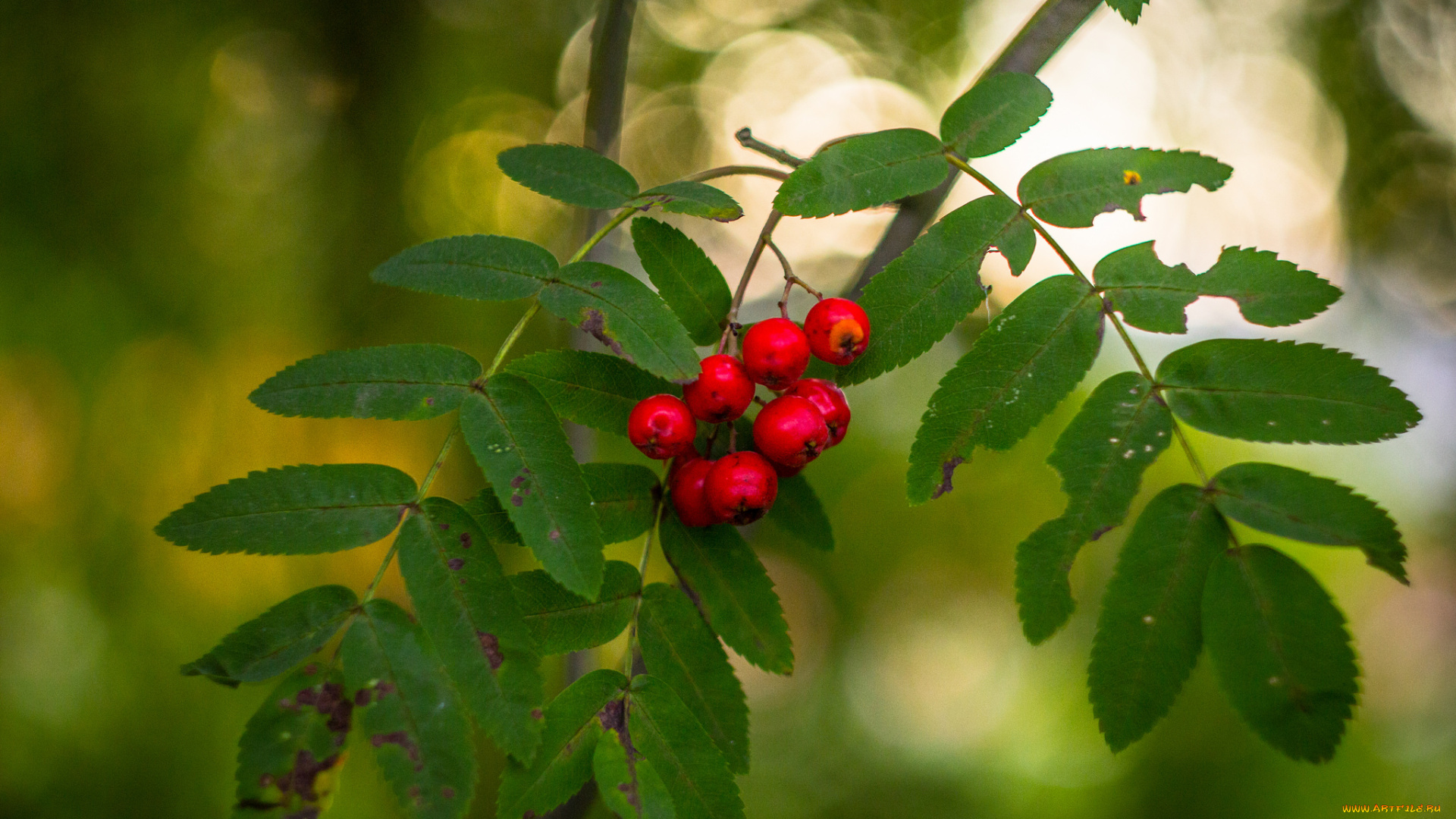 природа, Ягоды, , рябина, ягоды