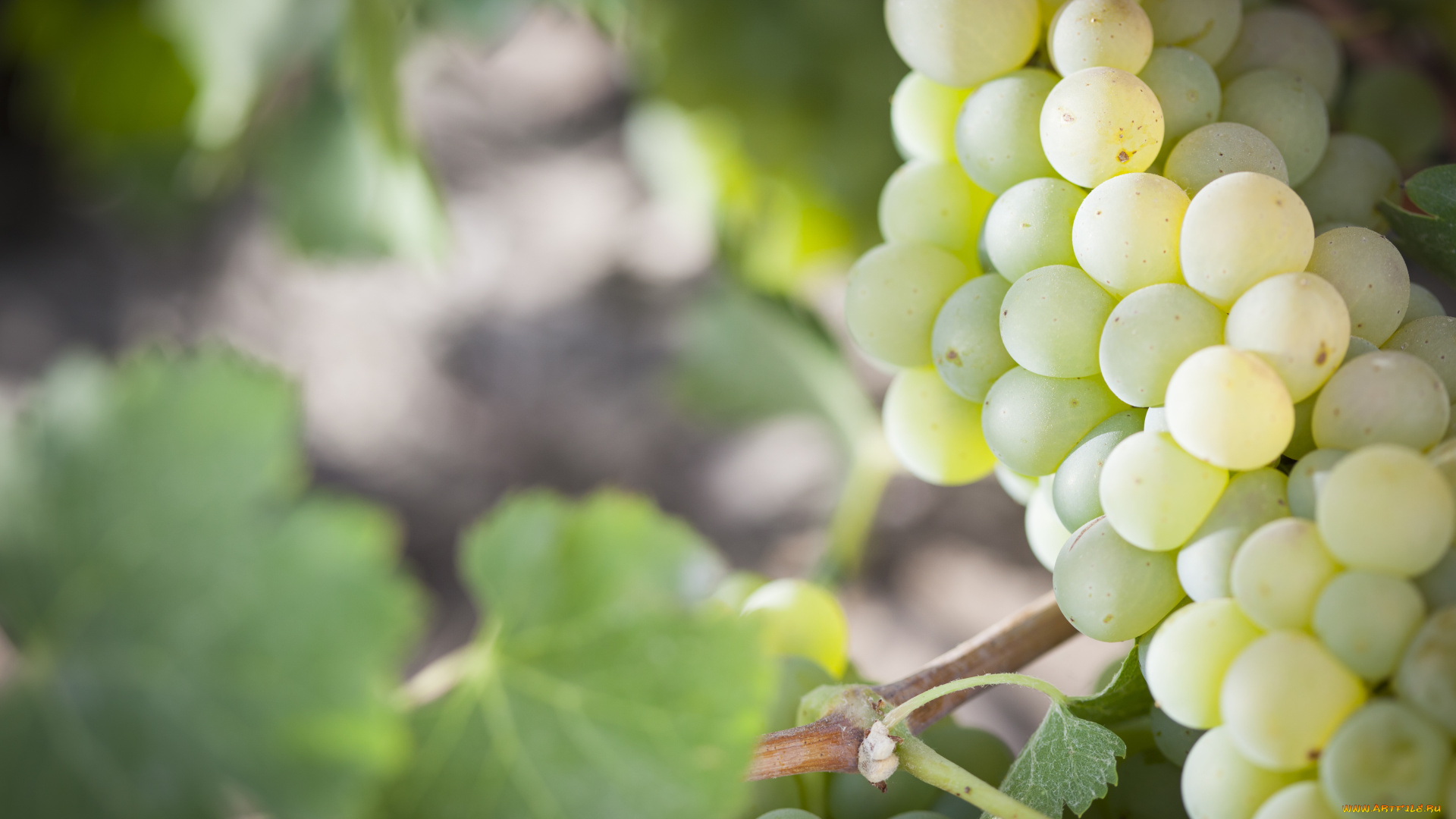 природа, Ягоды, , виноград, листья, кустарник, гроздь, виноград