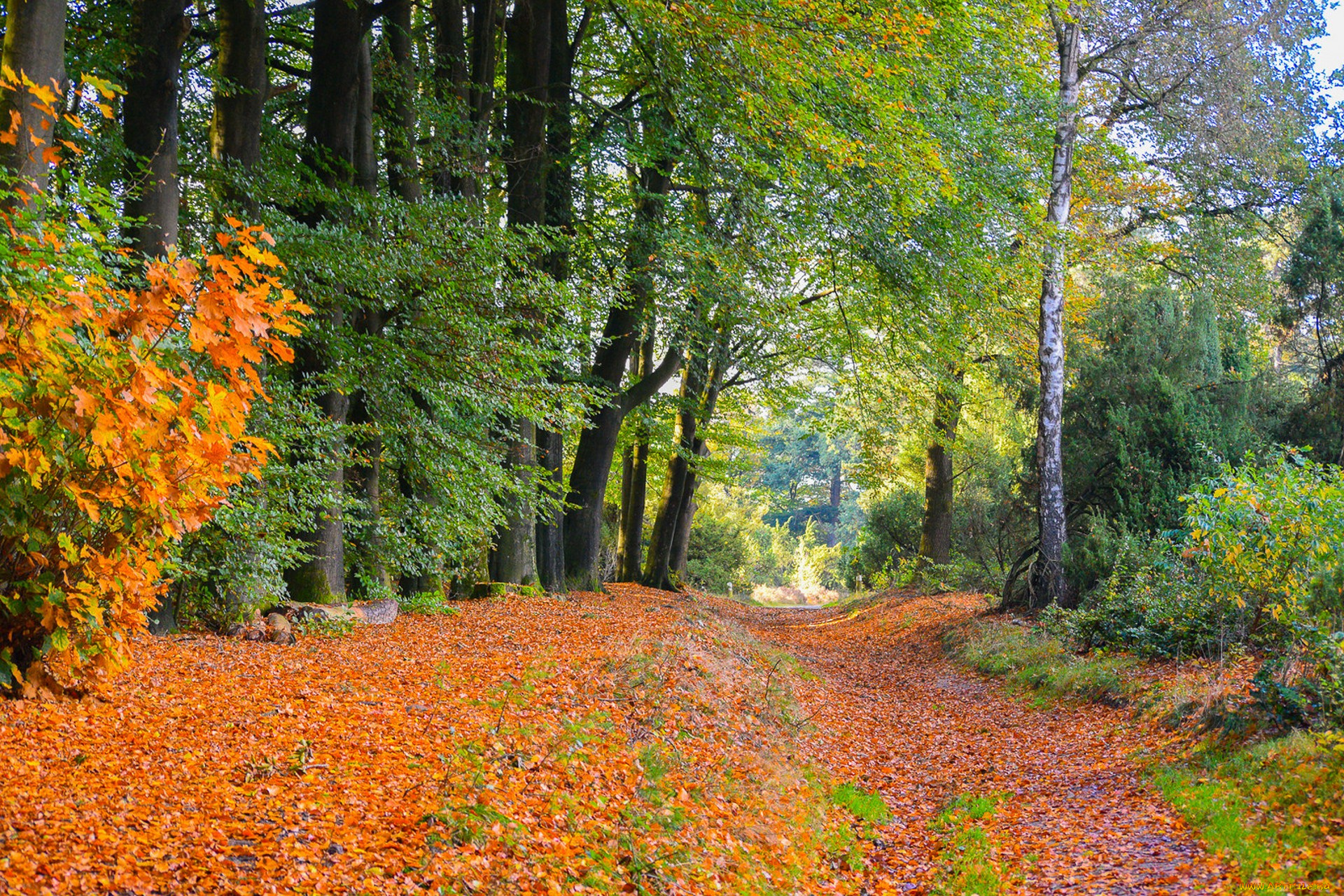 природа, лес, простор