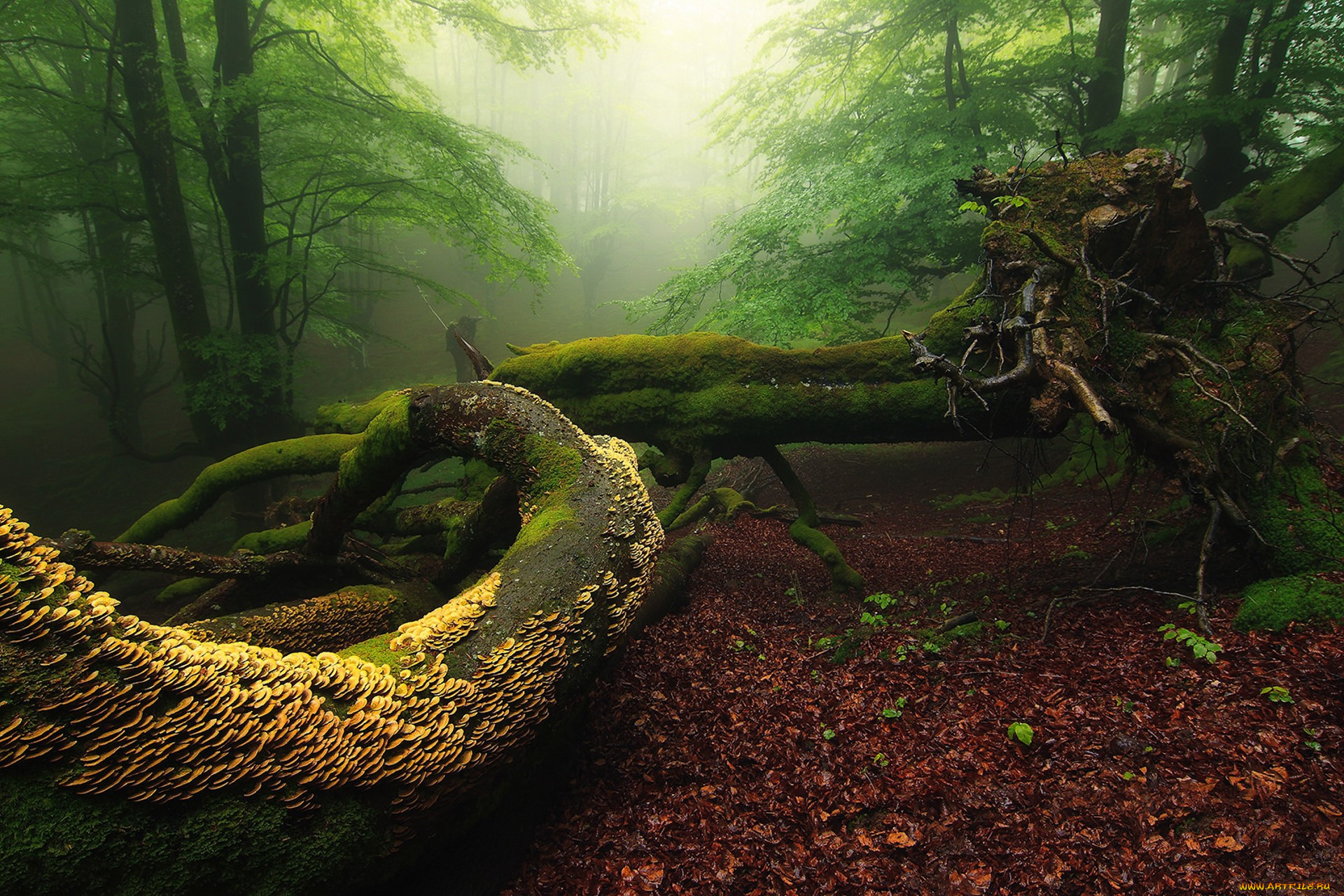 природа, лес, простор