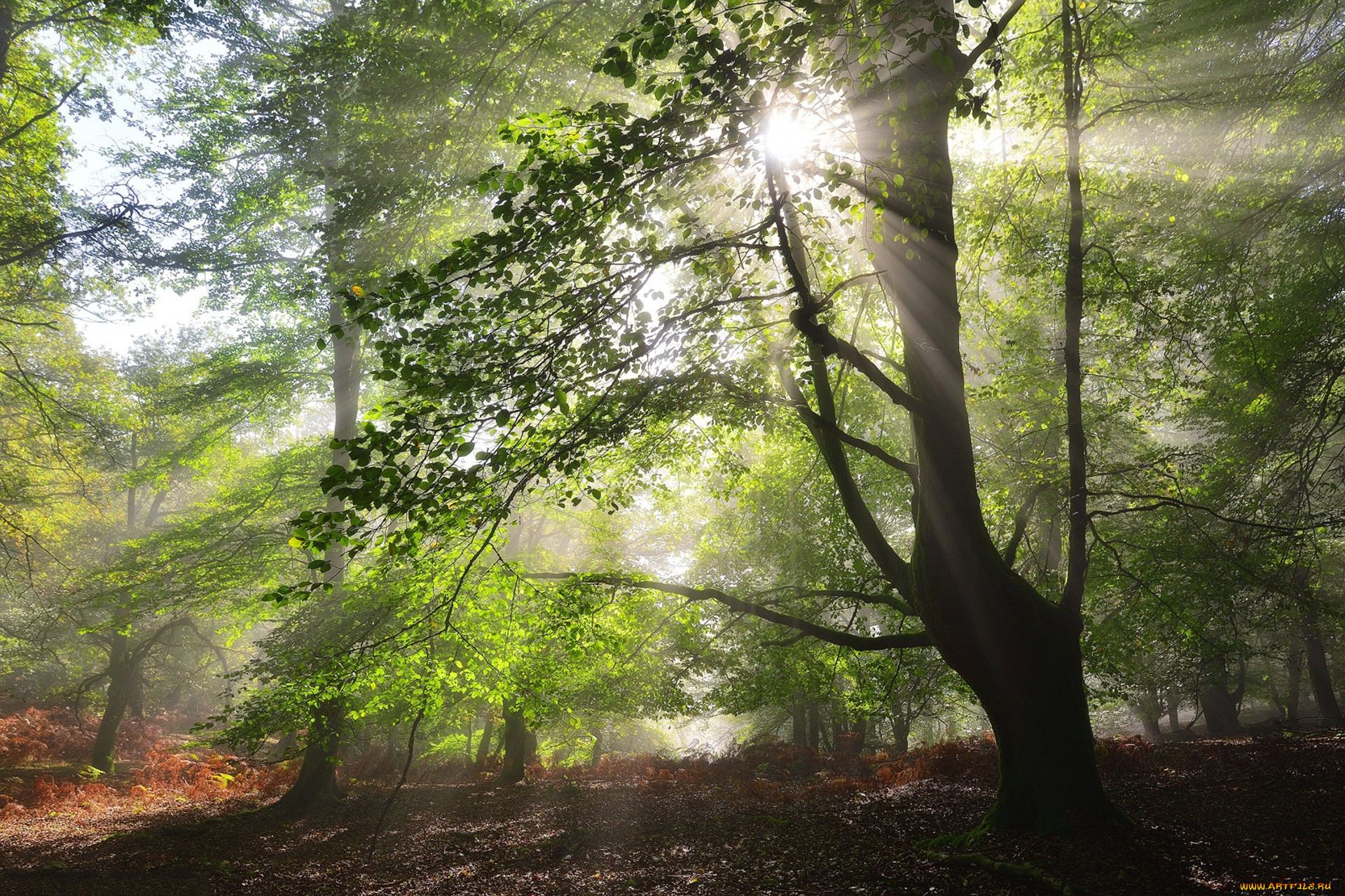 природа, лес, простор