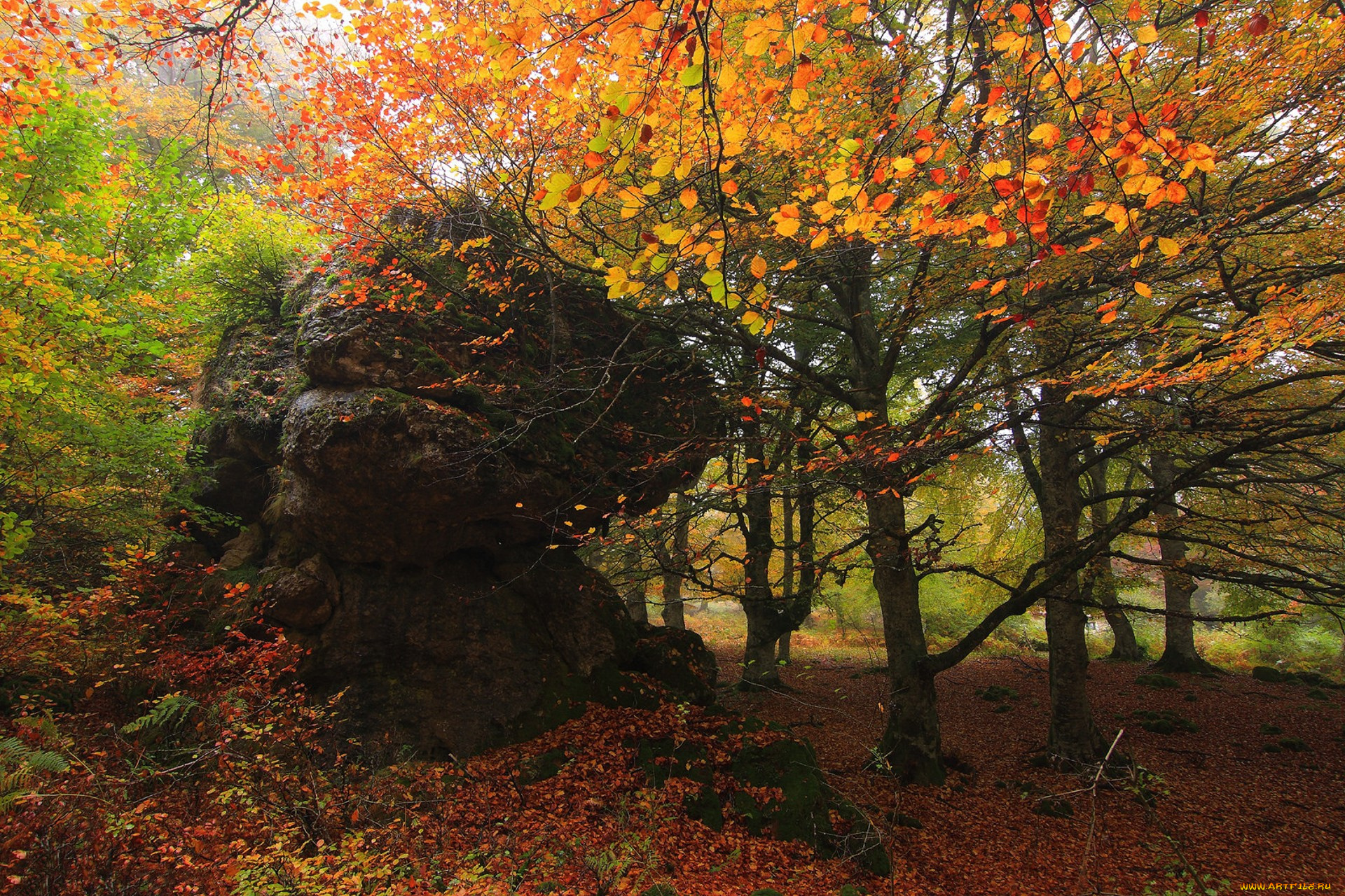 природа, лес, простор