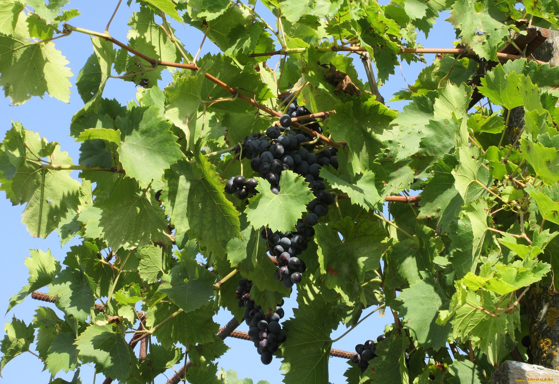 природа, Ягоды, , виноград, виноград, листья