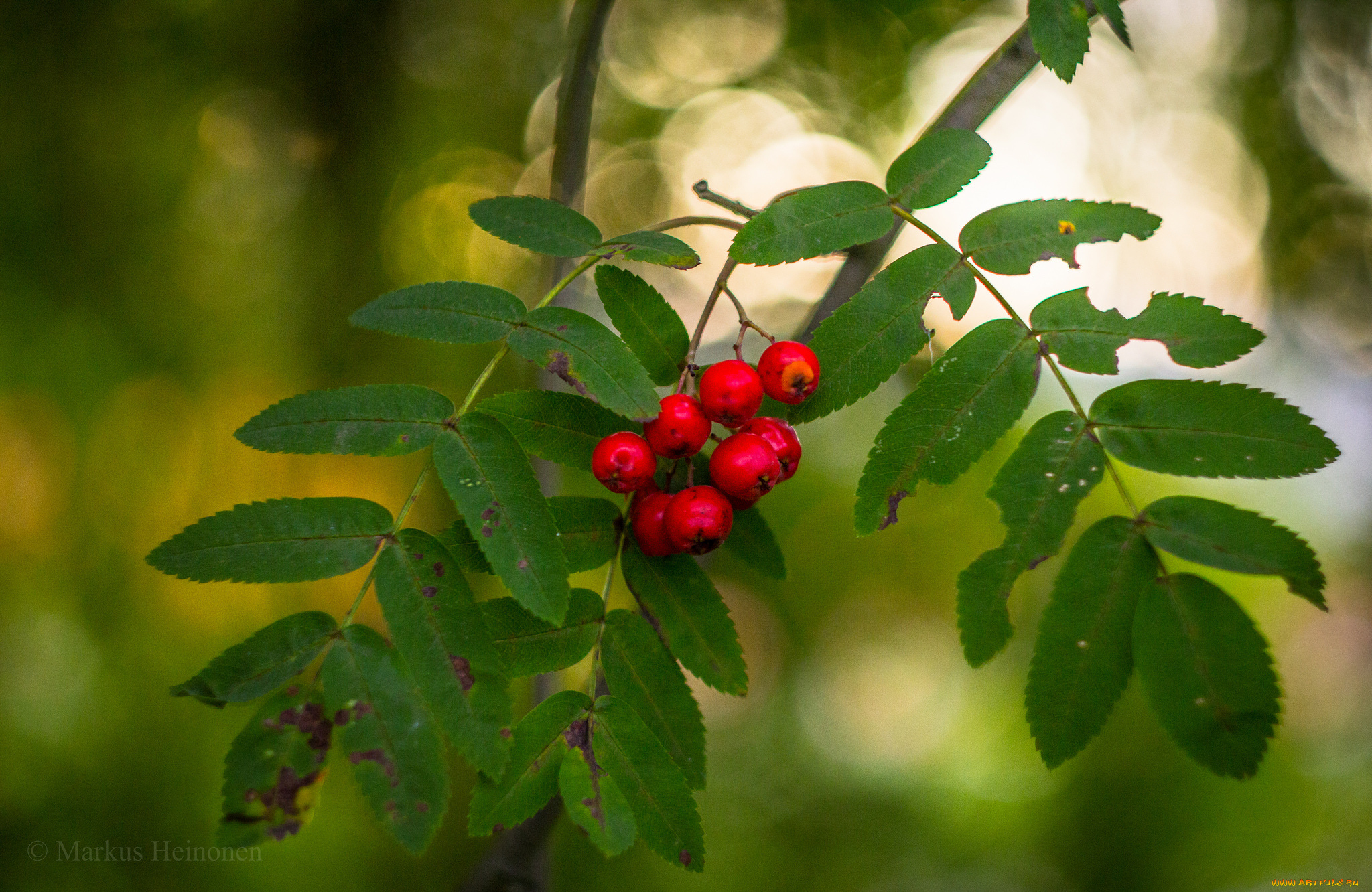 природа, Ягоды, , рябина, ягоды