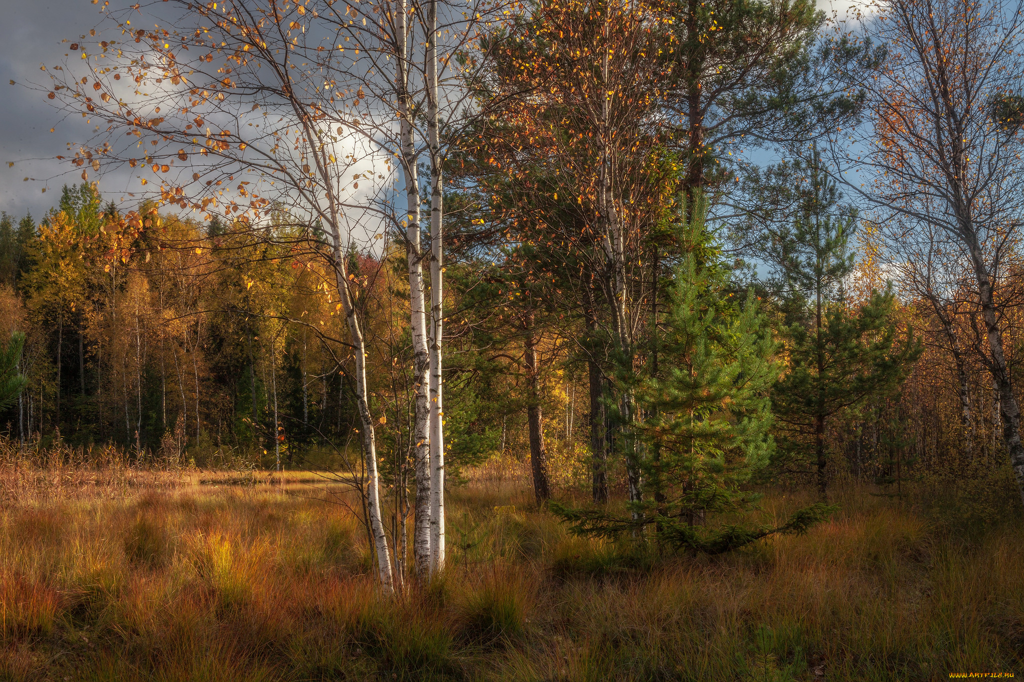 природа, лес, простор