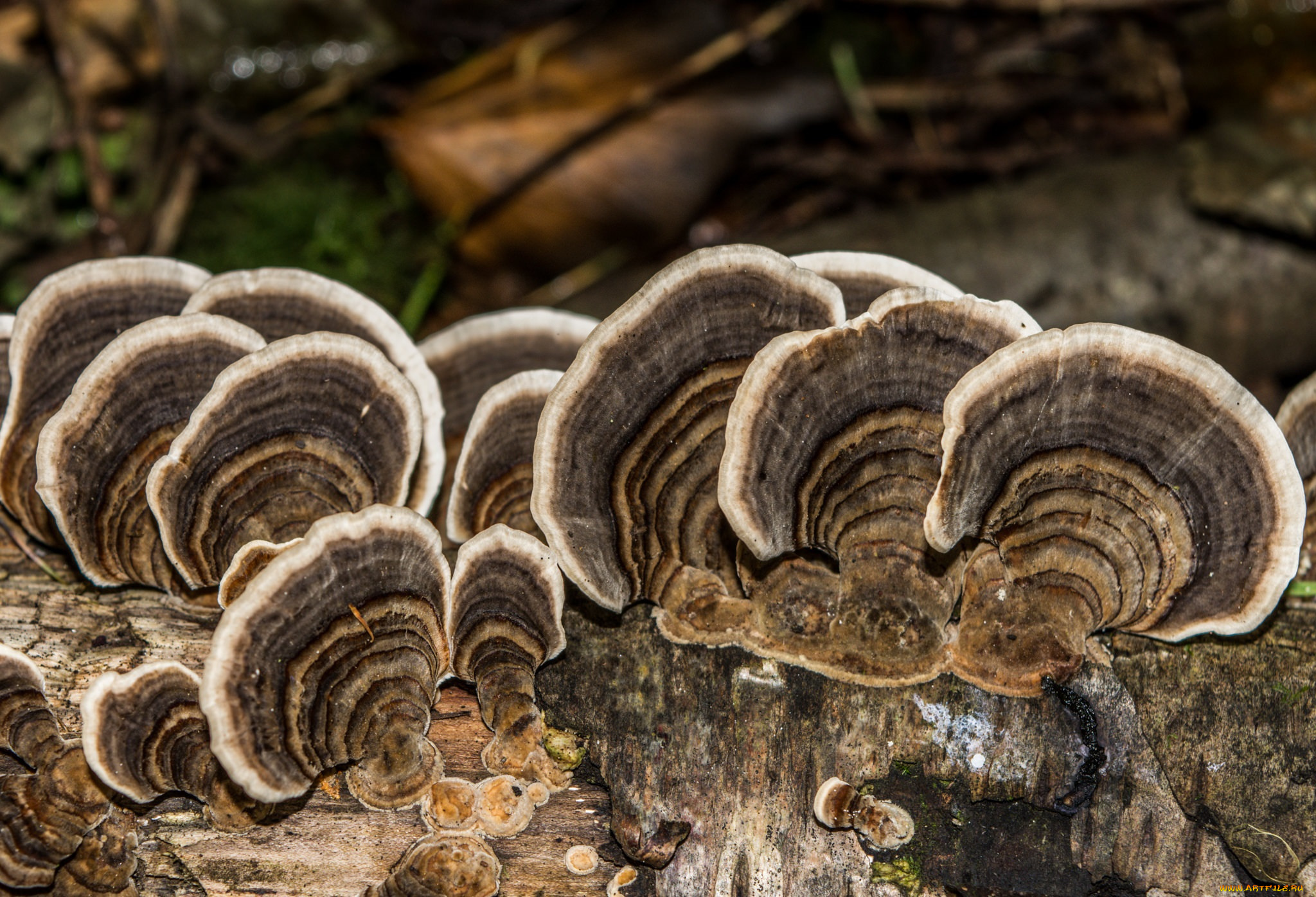 природа, грибы