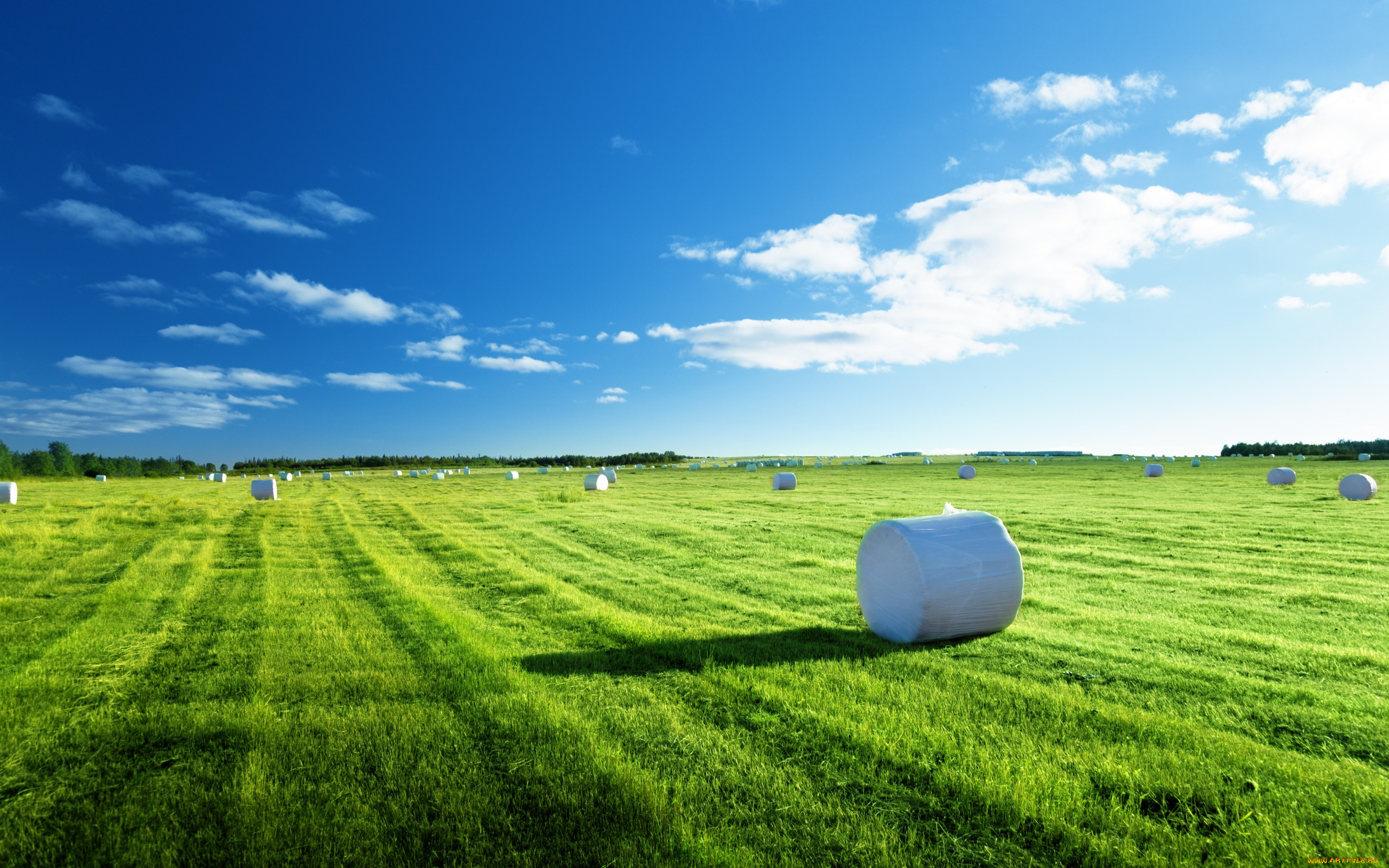 природа, поля, травка, поле, сено, голубое, небо