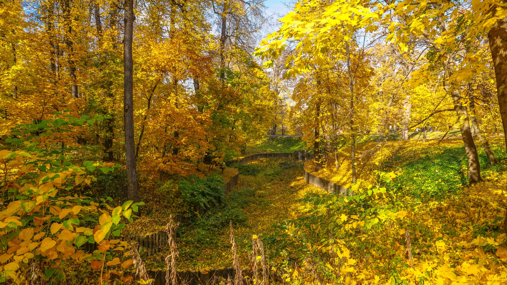 природа, лес, простор