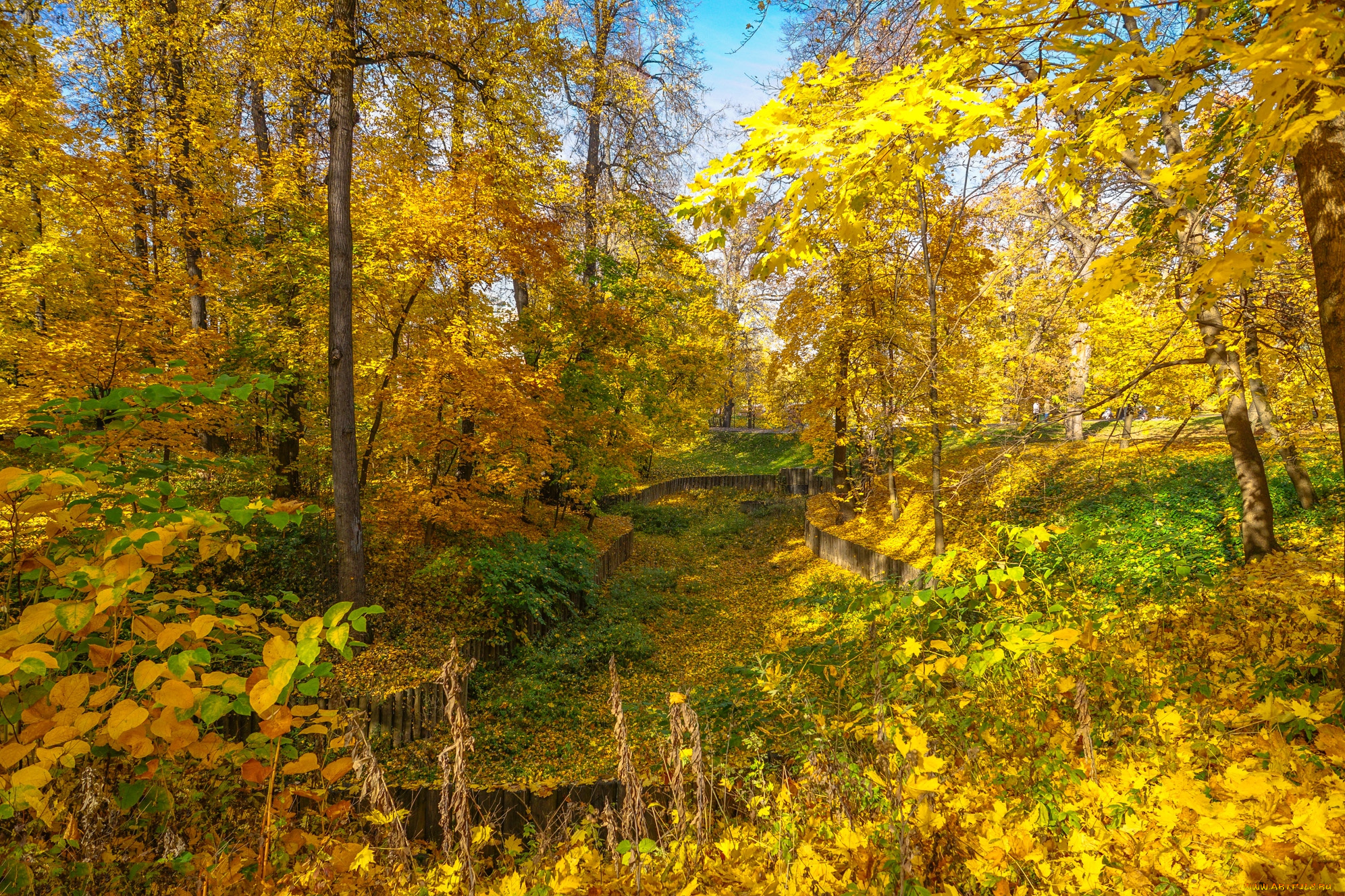 природа, лес, простор