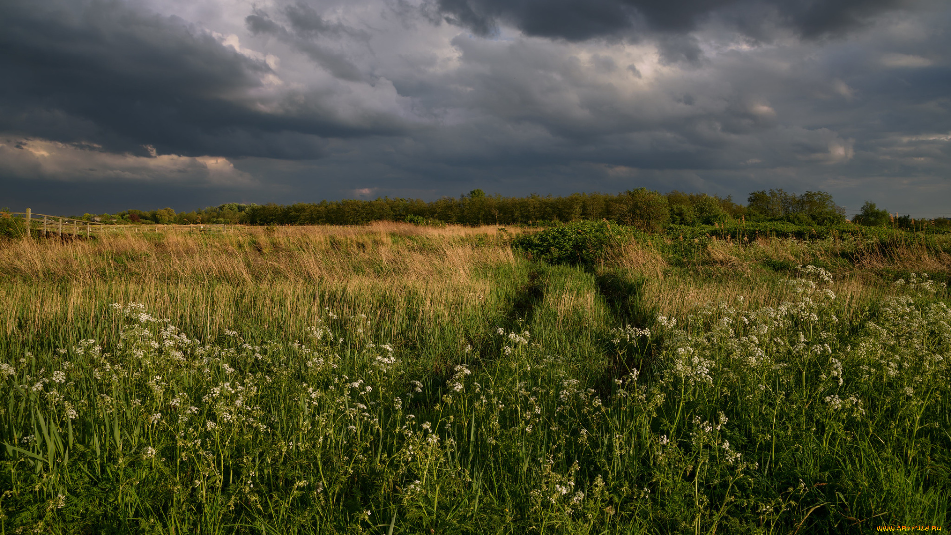 природа, поля, простор