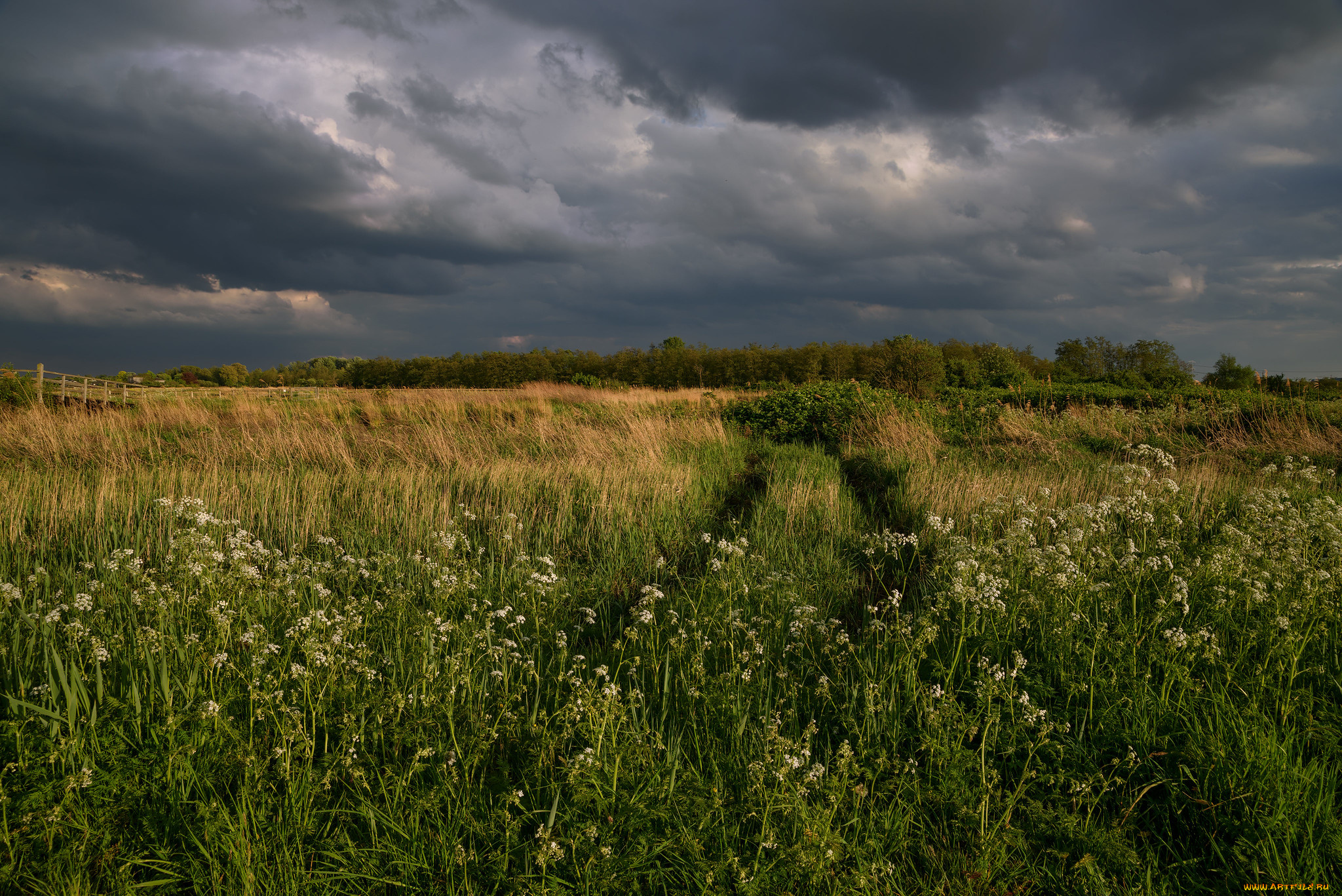 природа, поля, простор