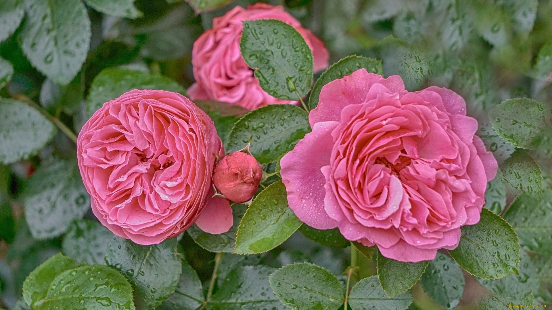 цветы, розы, куст, розовые, капли