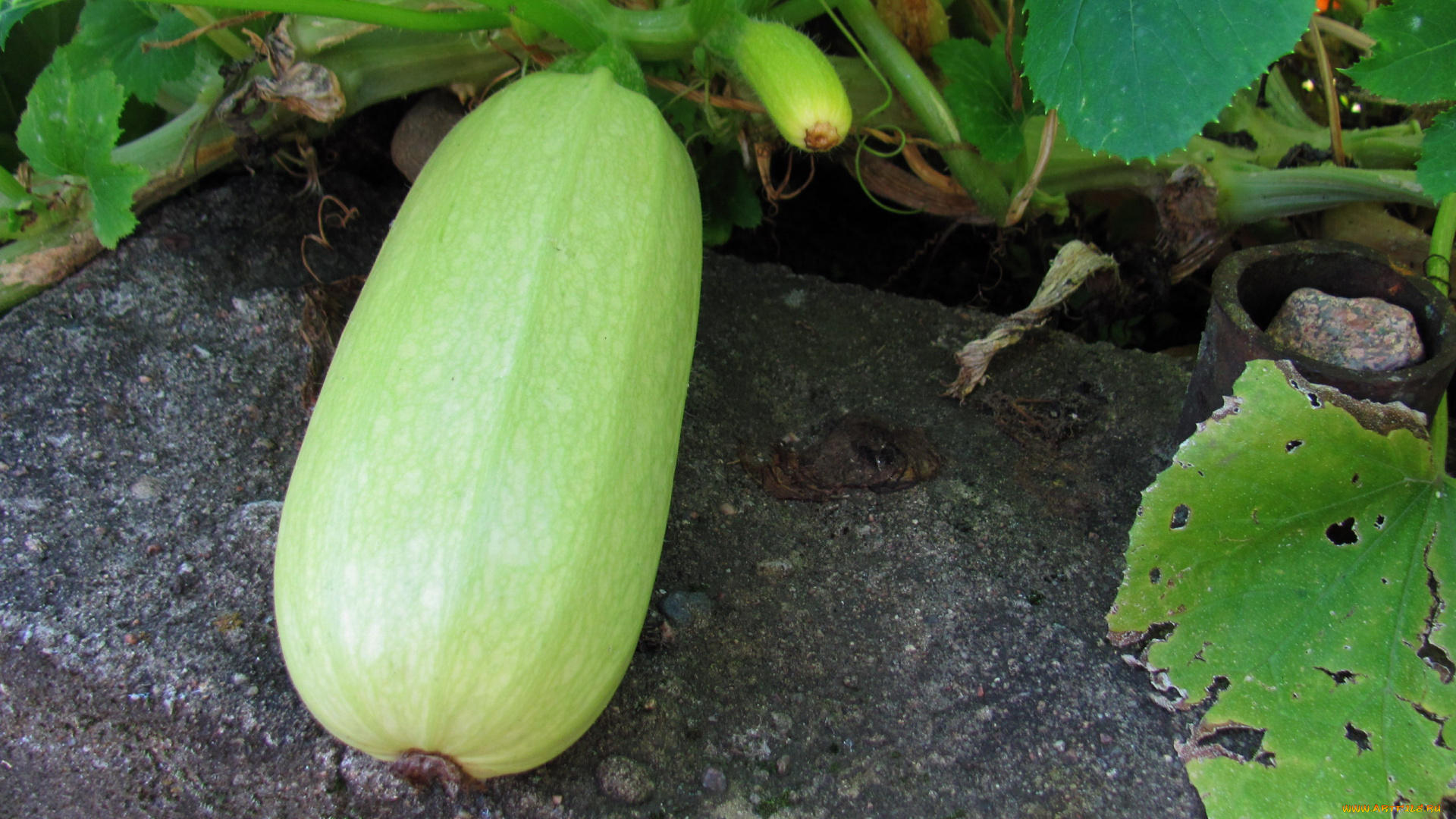 природа, плоды, кабачок