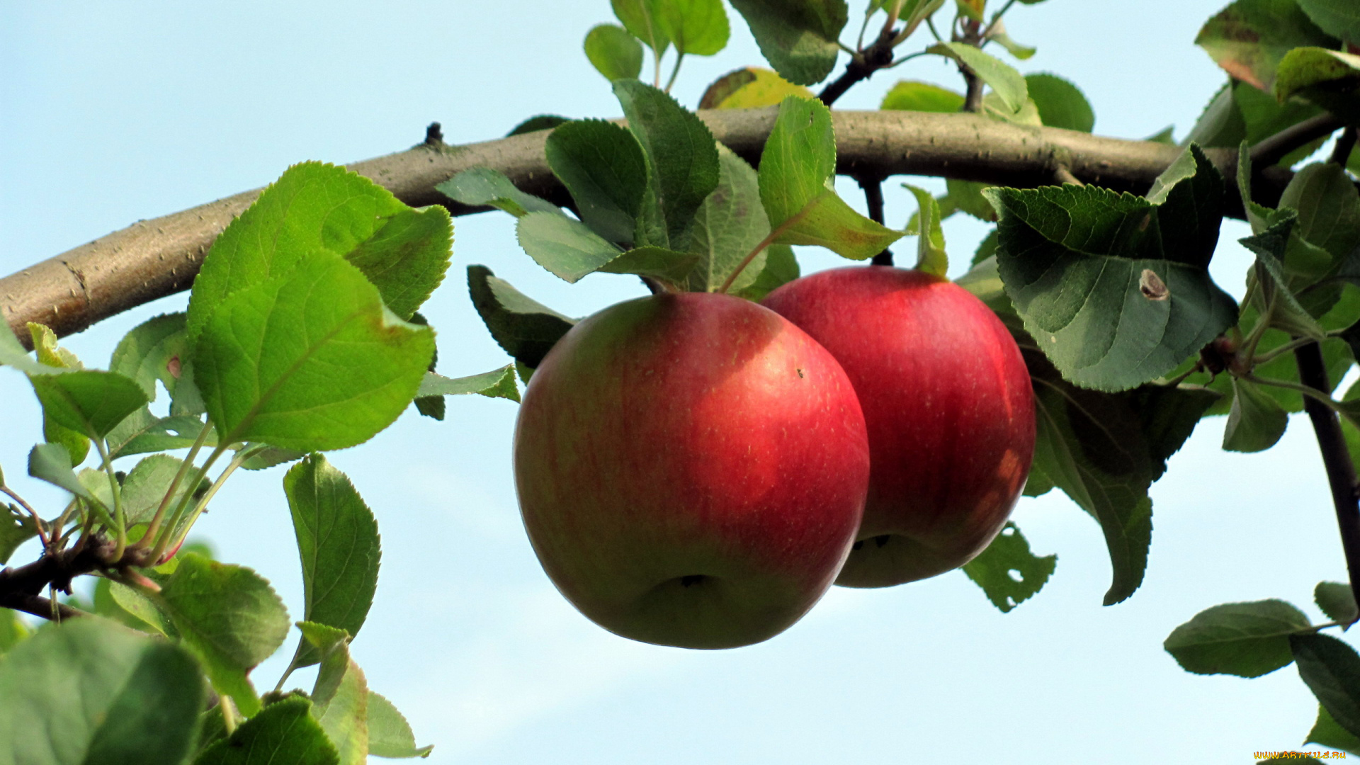 природа, плоды, яблоки
