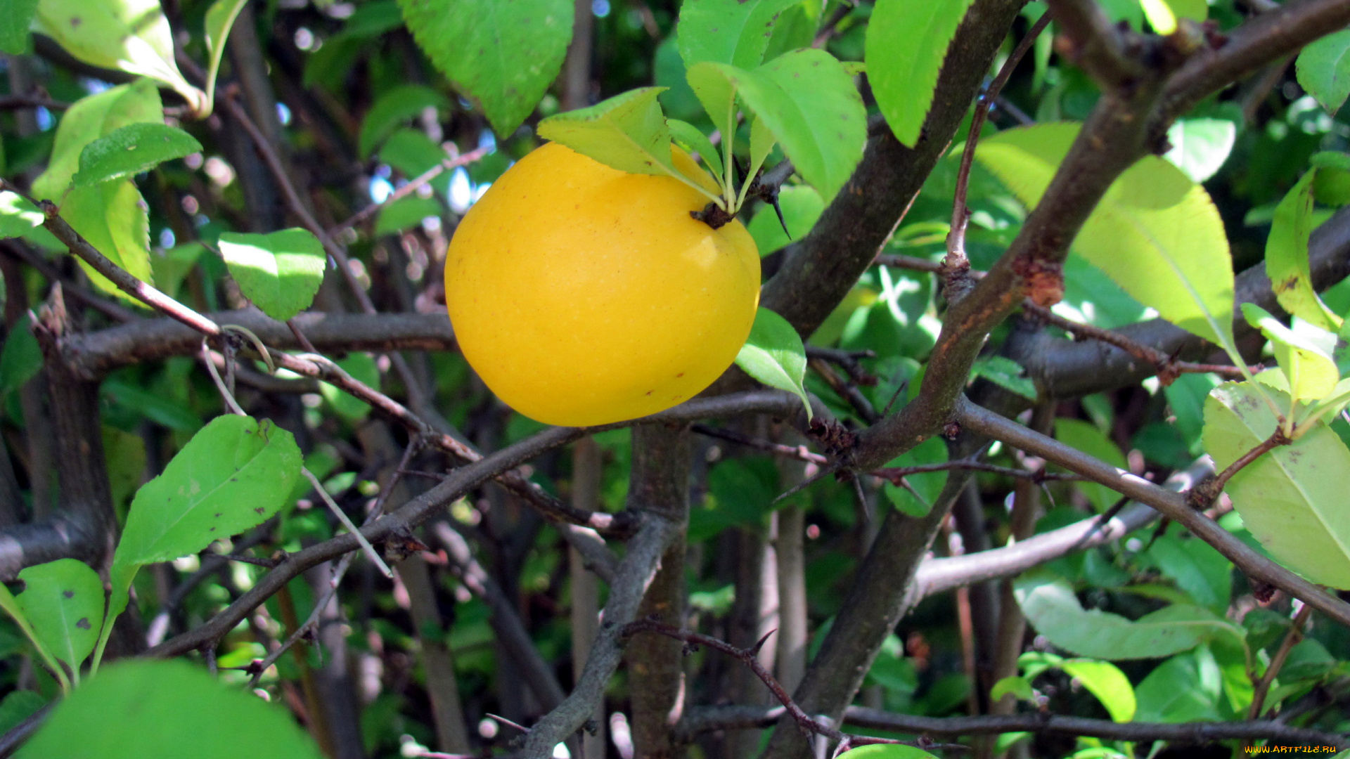 природа, плоды, яблоко