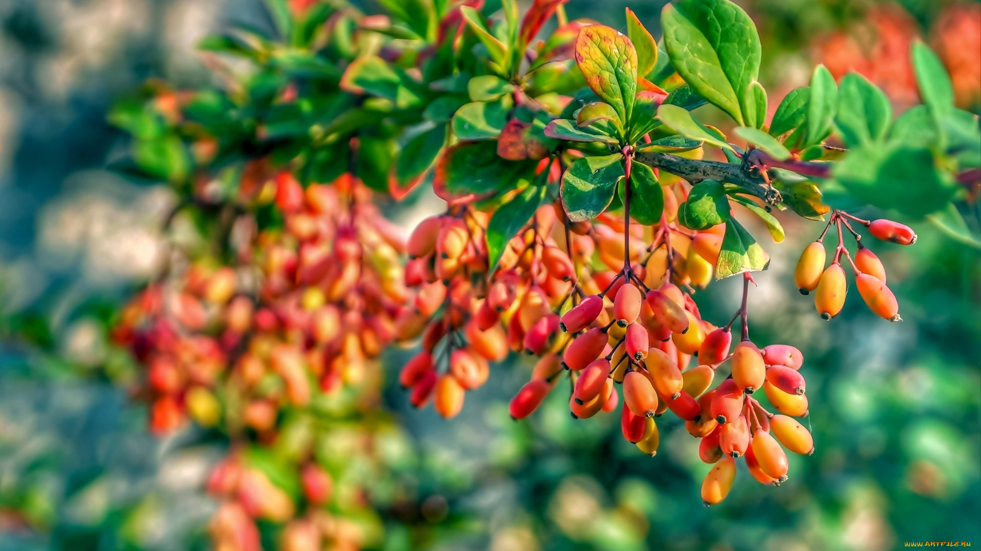 природа, ягоды, барбарис