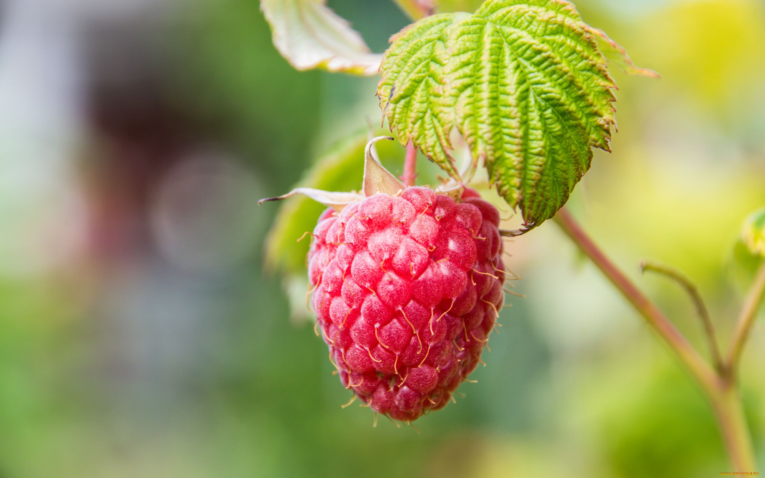 природа, ягоды, малина