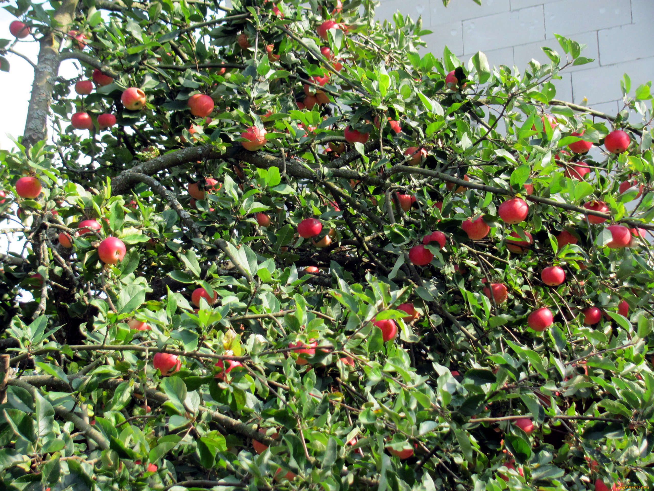 природа, плоды, яблоки