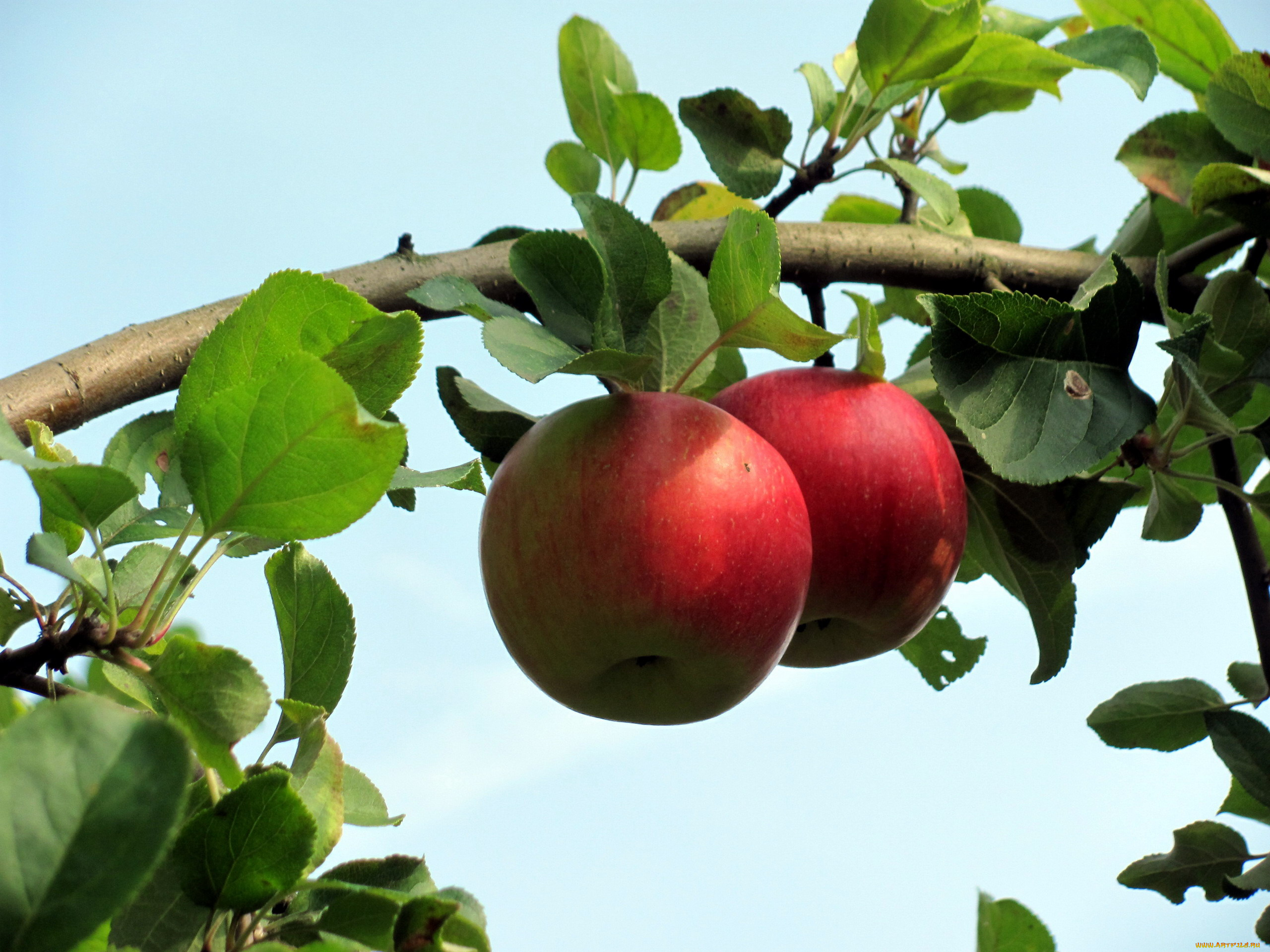 природа, плоды, яблоки
