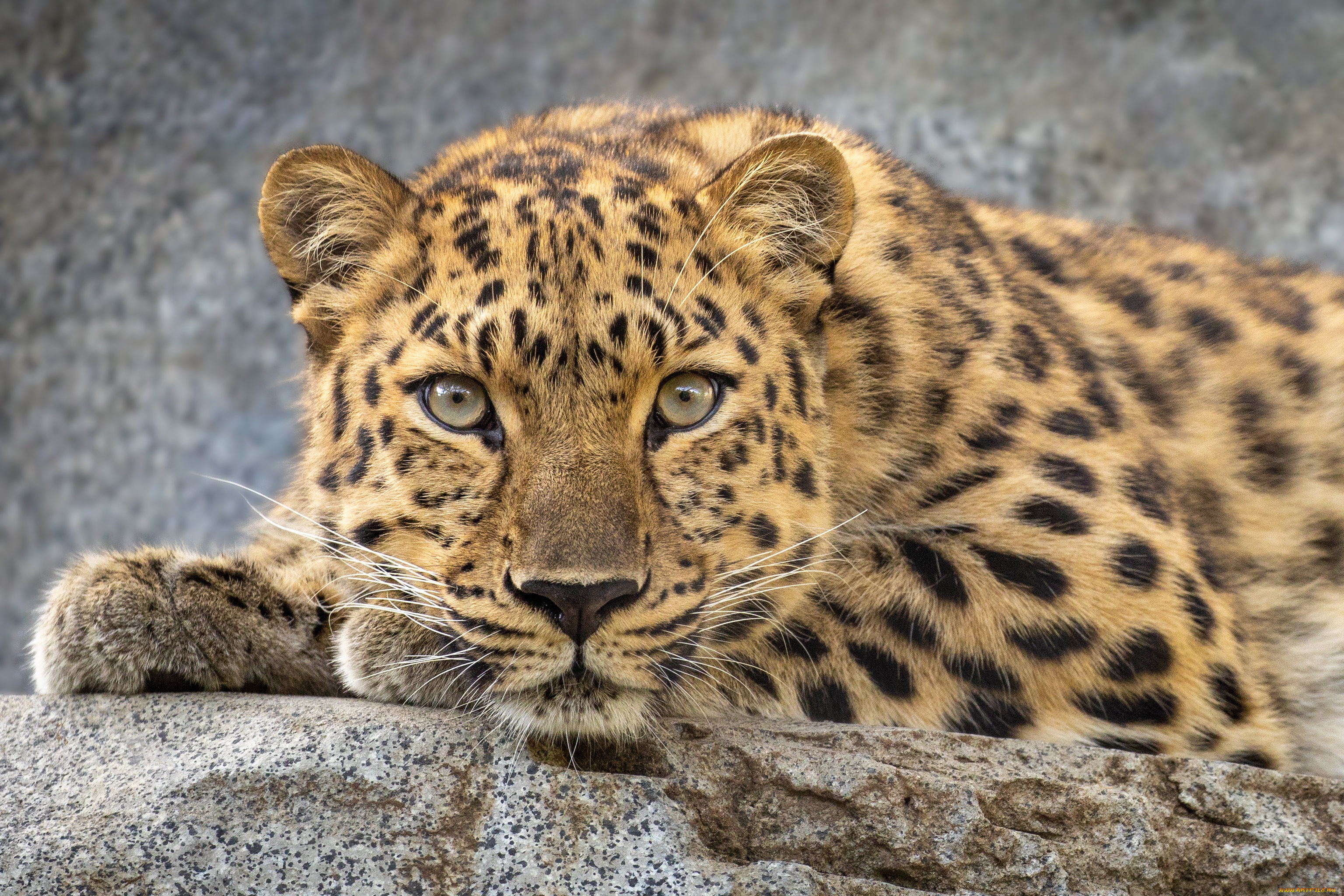 животные, леопарды, леопард