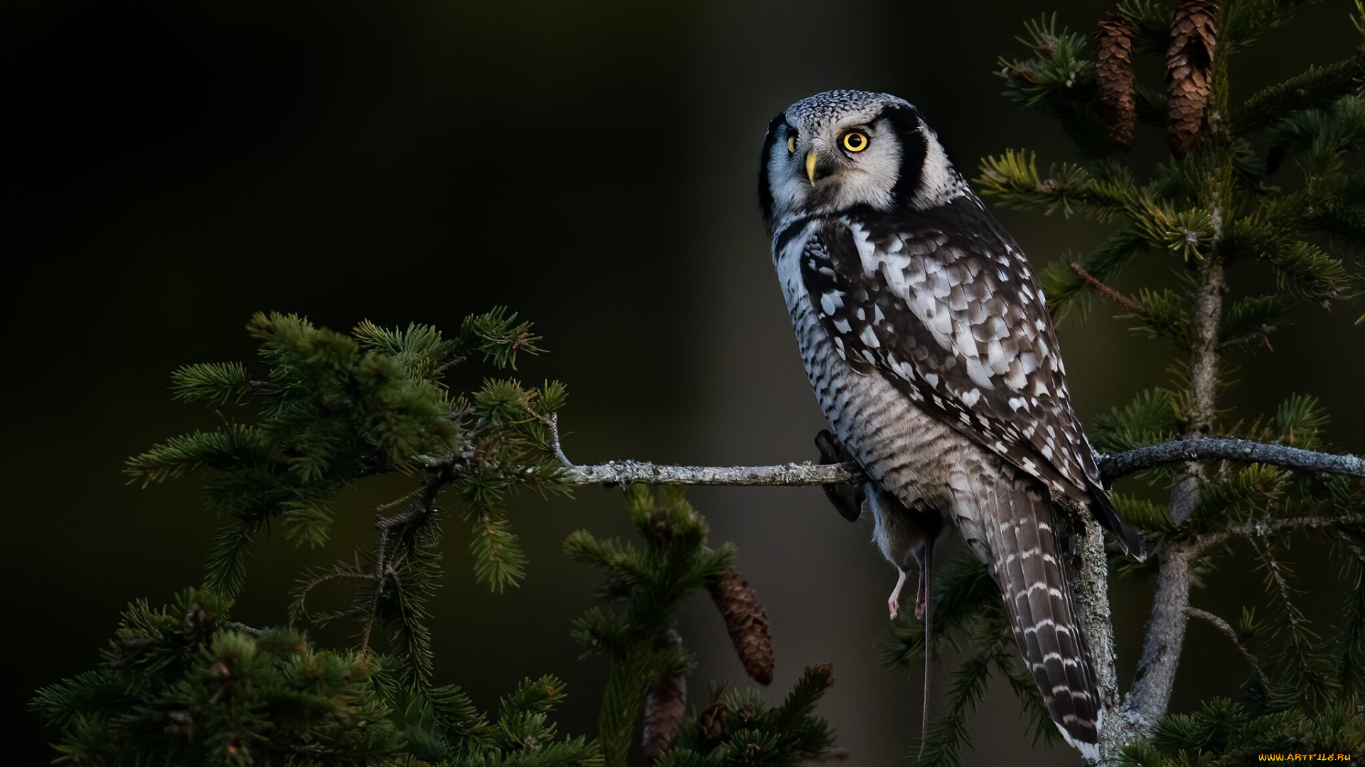 животные, совы, ветки, природа, тёмный, фон, дерево, сова, птица, ель, хвоя, шишки, сыч