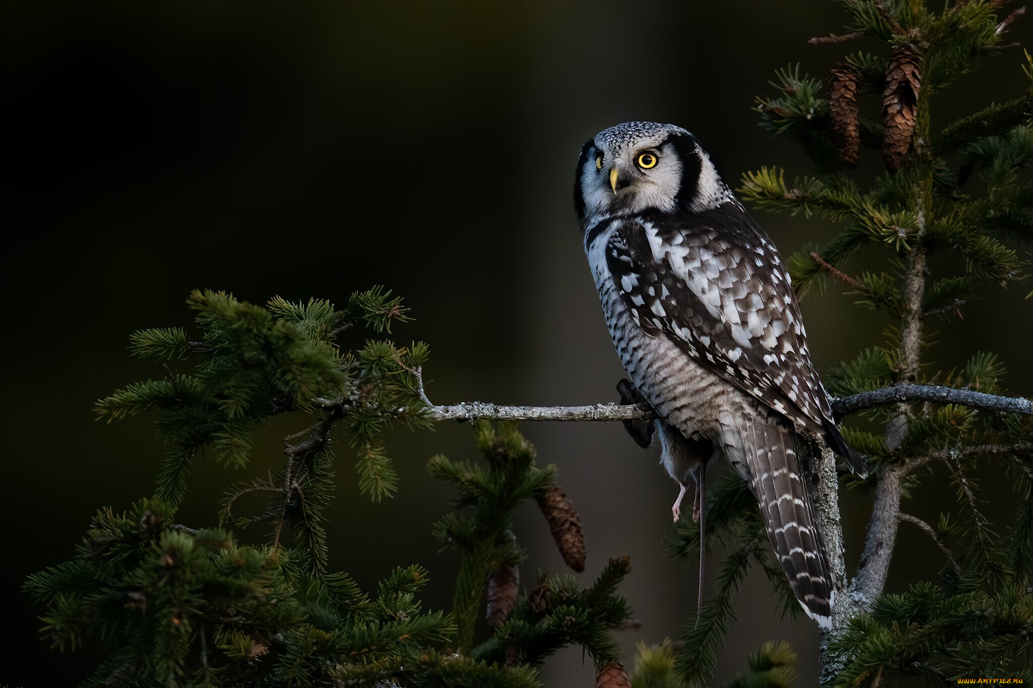животные, совы, ветки, природа, тёмный, фон, дерево, сова, птица, ель, хвоя, шишки, сыч