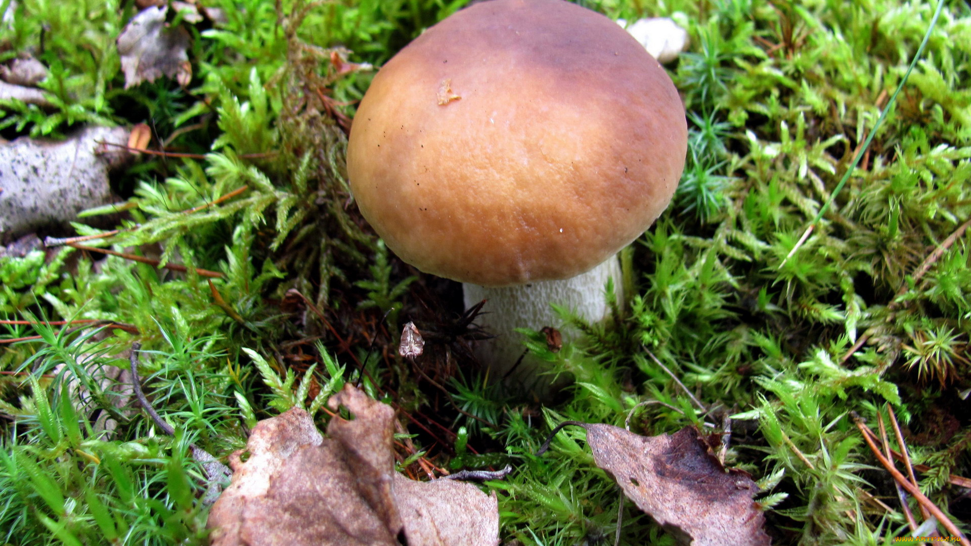 природа, грибы, боровик