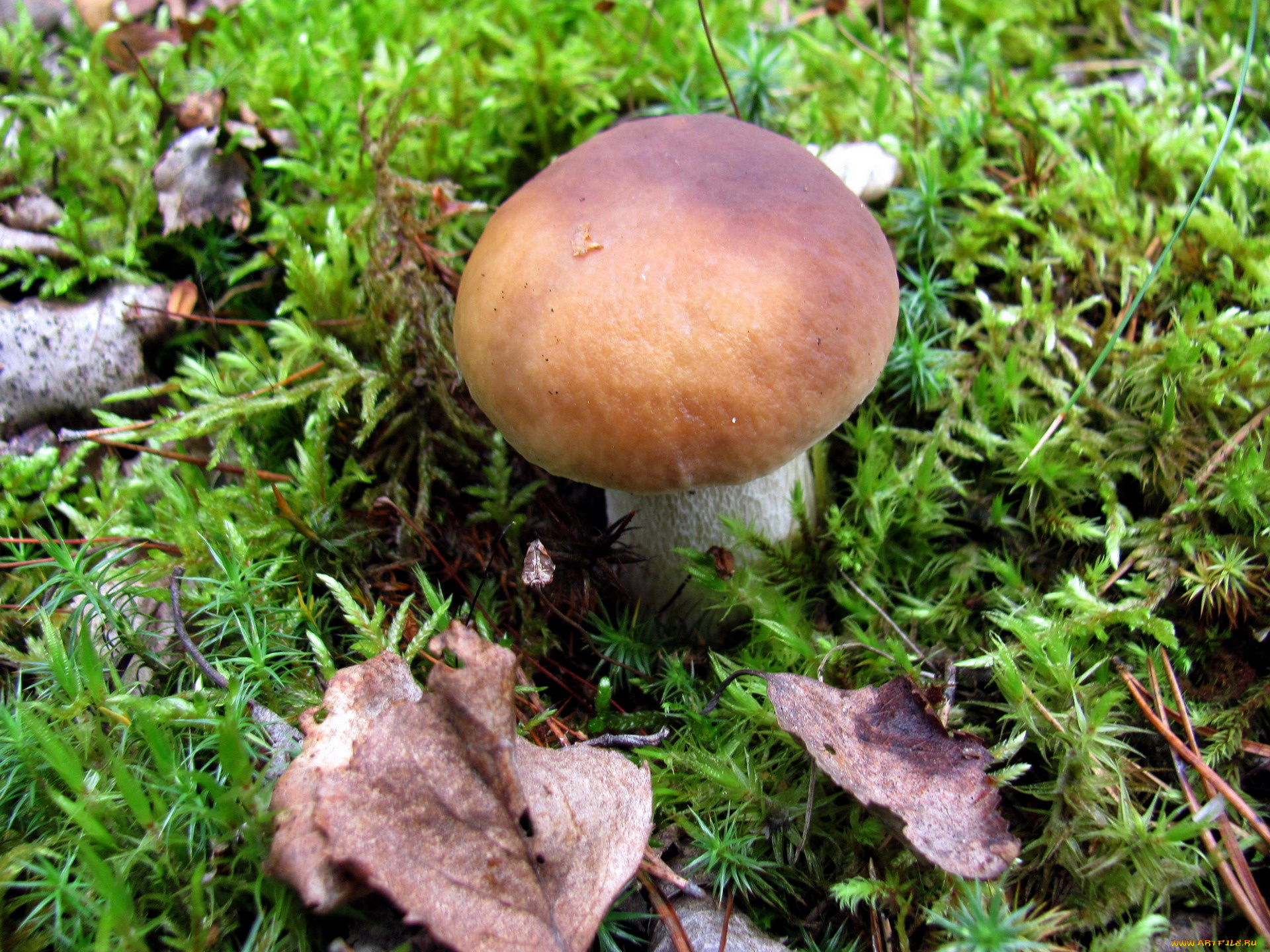 природа, грибы, боровик