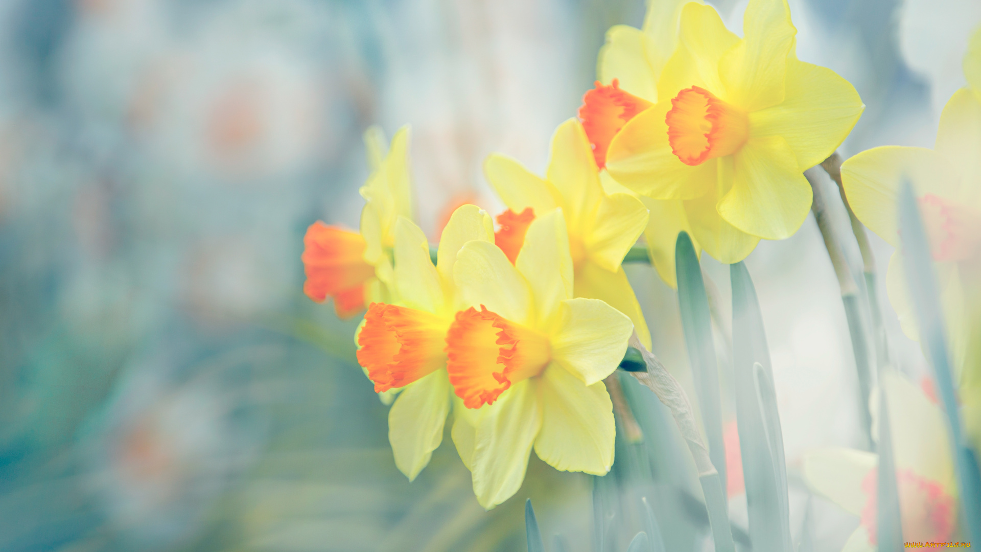 цветы, нарциссы