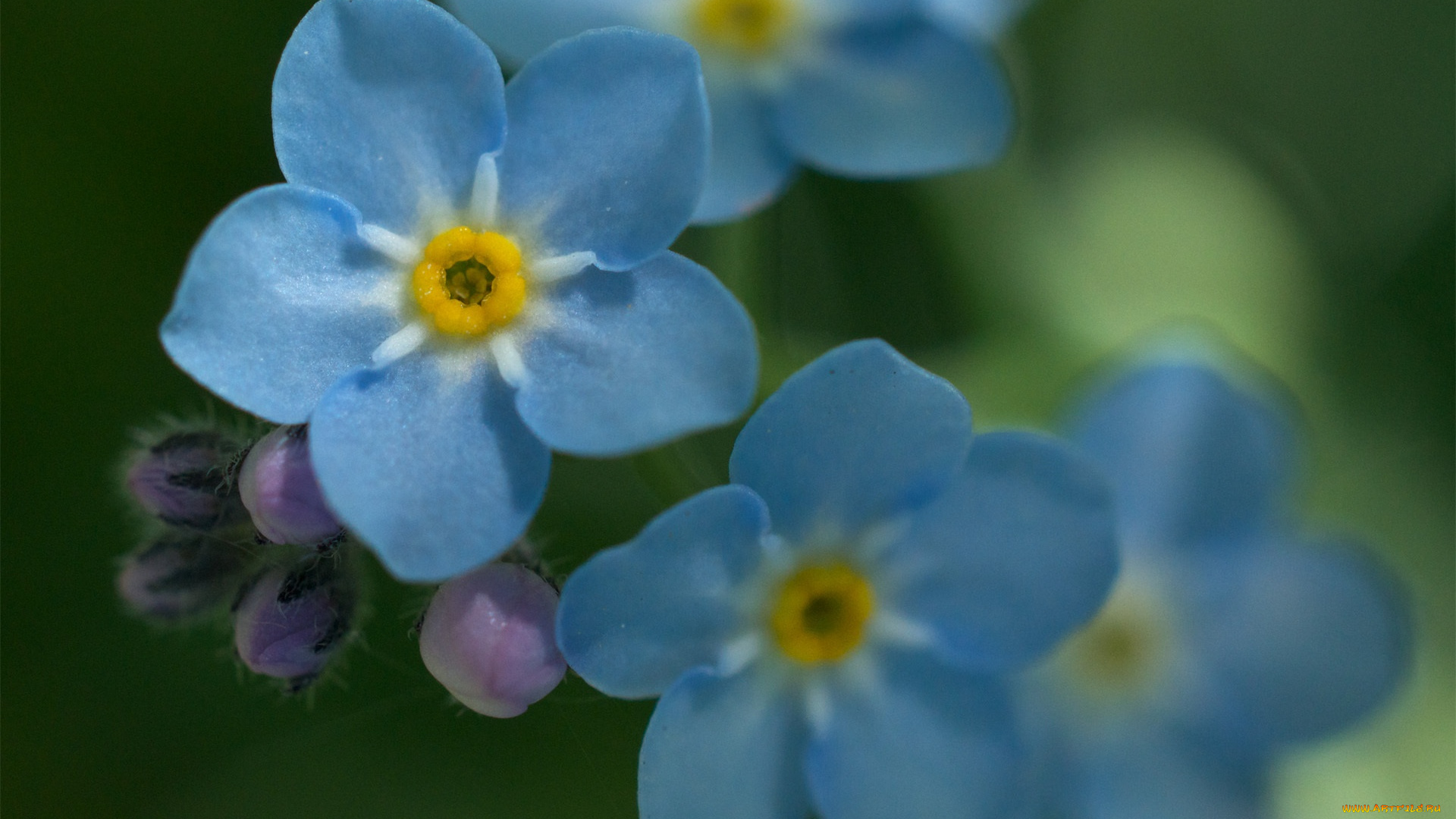 цветы, незабудки