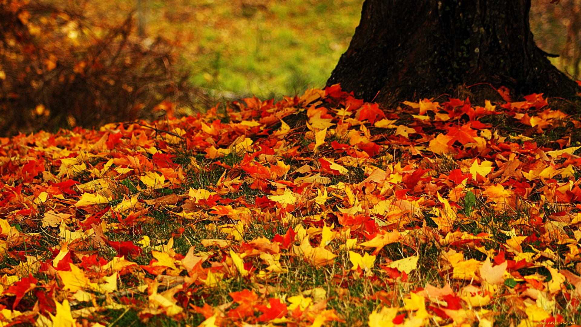 природа, листья, дерево, осень, листопад