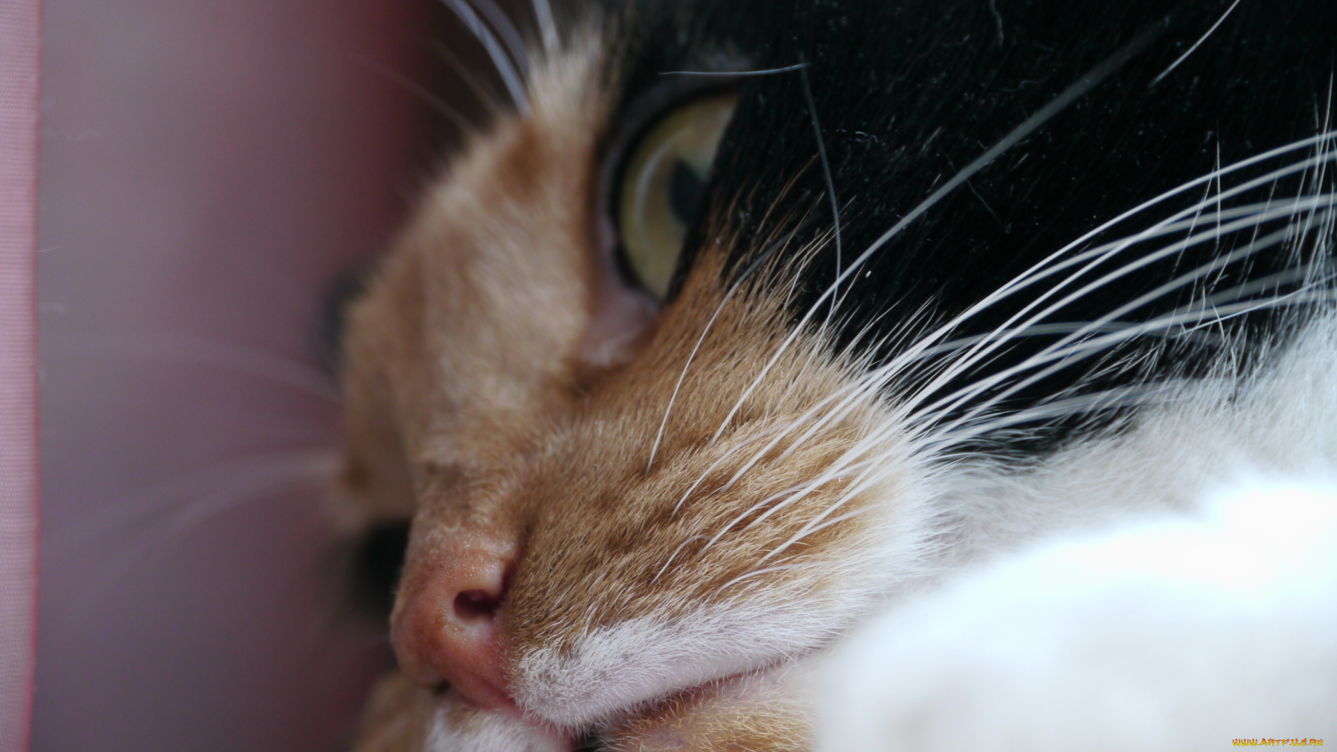 животные, коты, кот, кошка