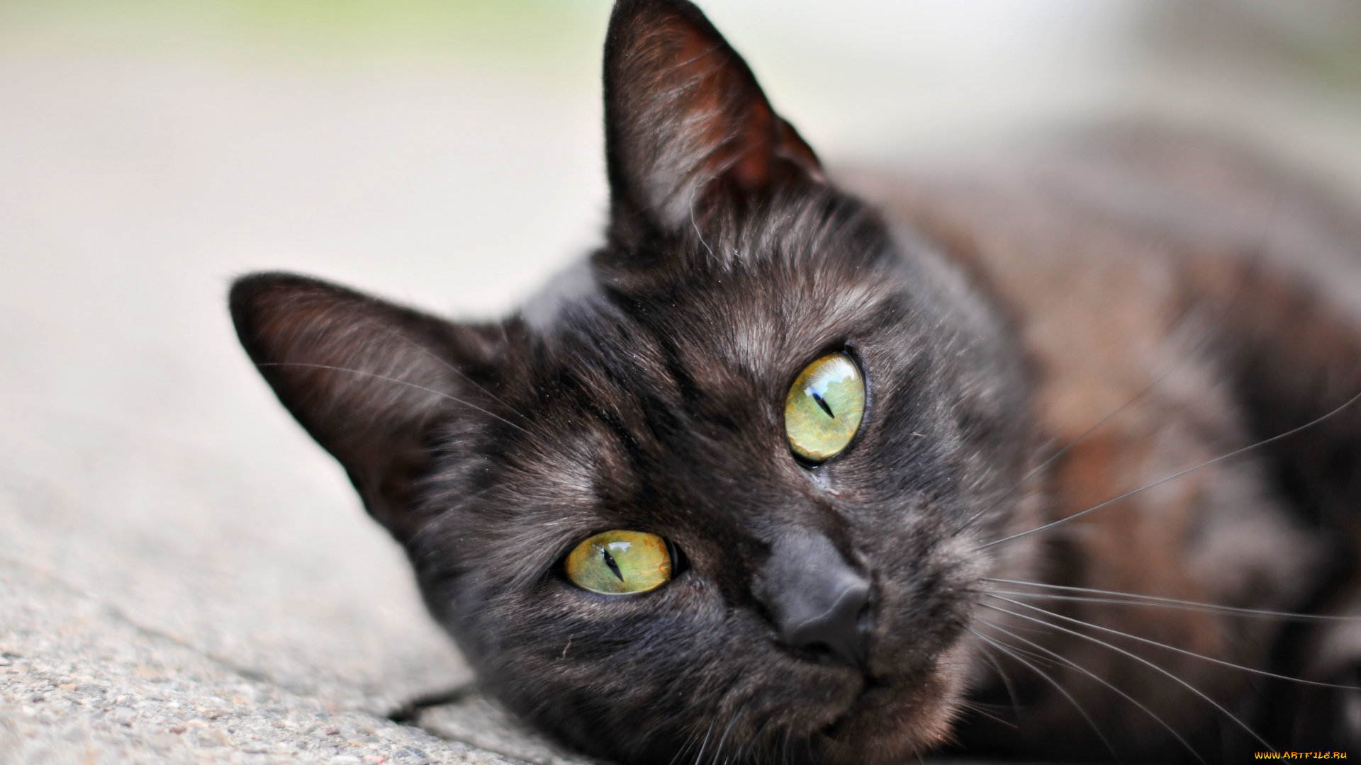 животные, коты, кот, кошка