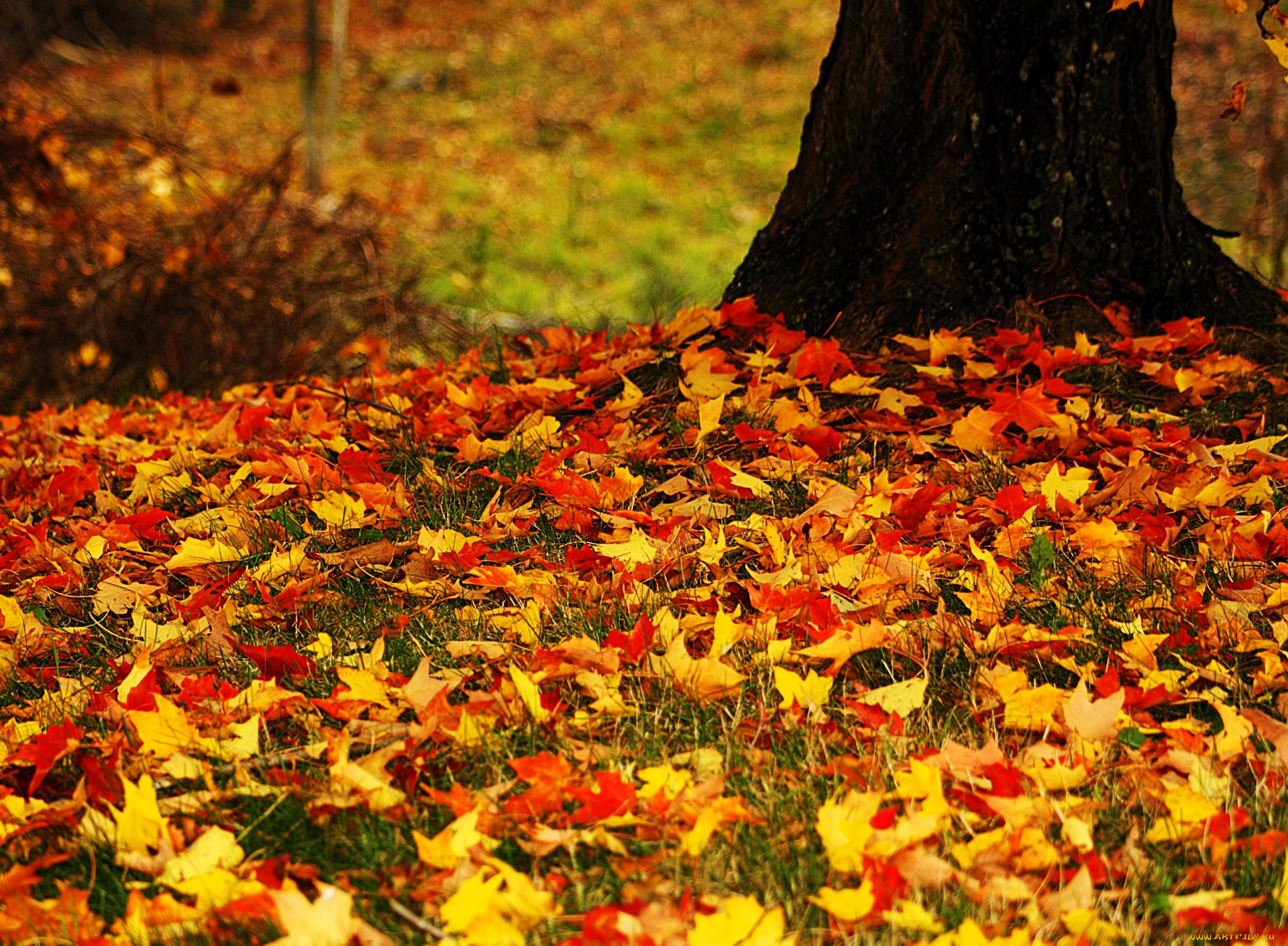 природа, листья, дерево, осень, листопад
