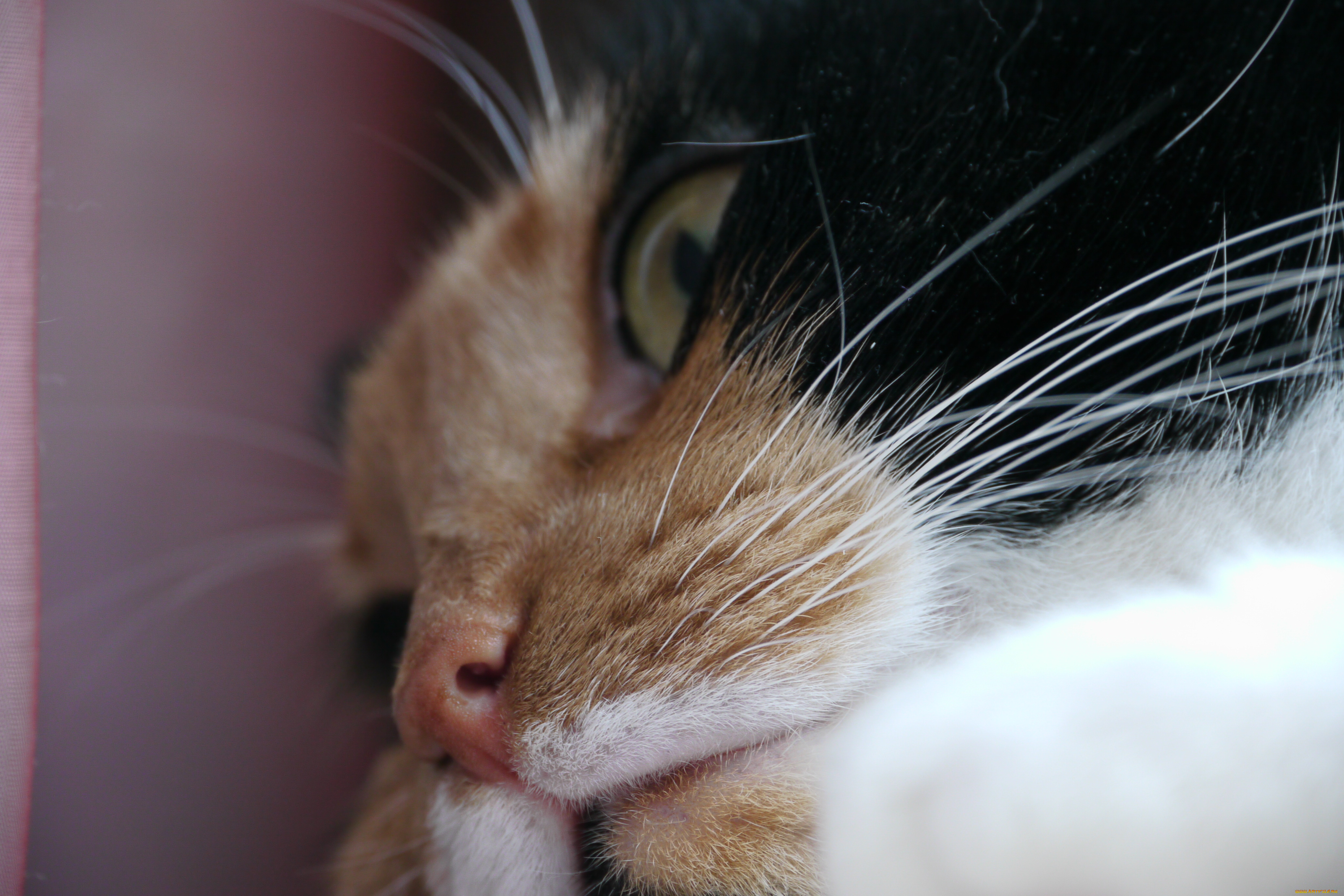 животные, коты, кот, кошка