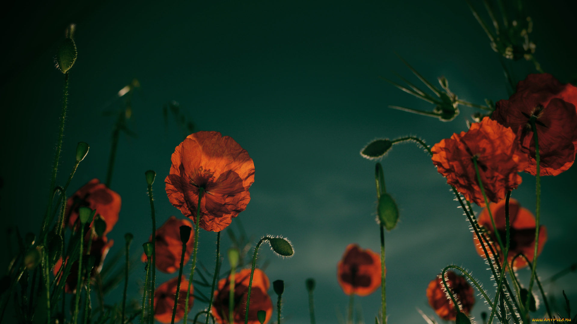 цветы, маки