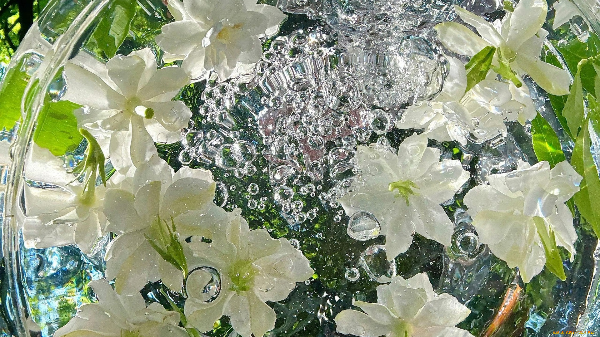 цветы, жасмин