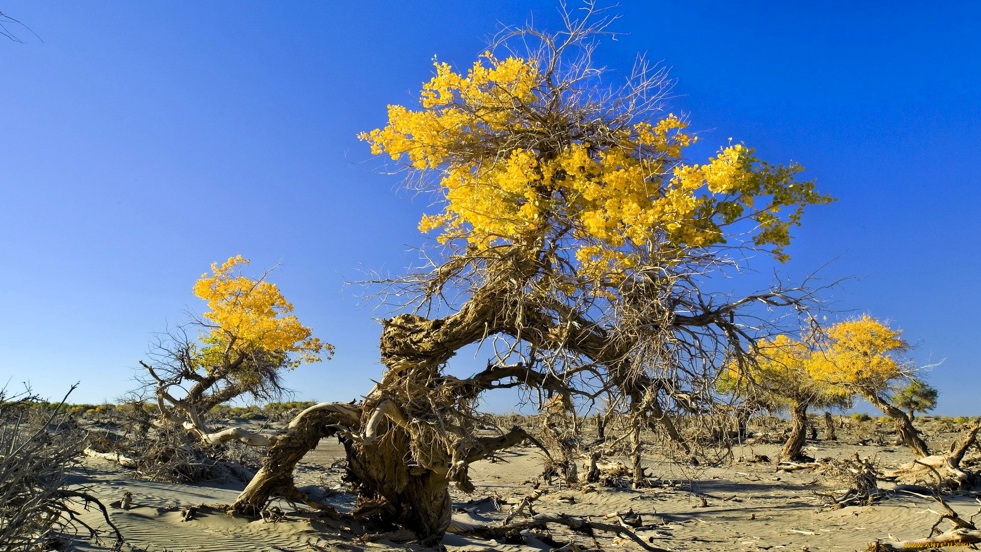 природа, деревья, песок, хворост