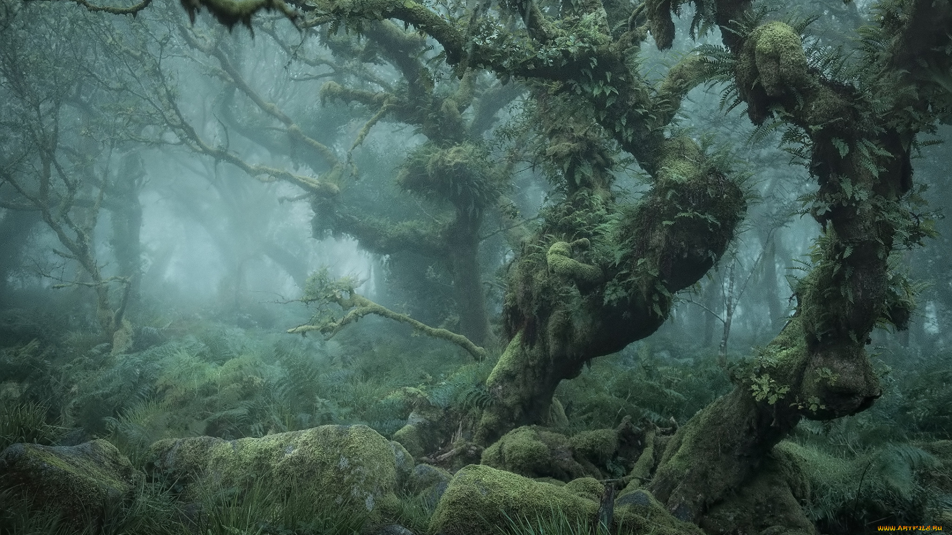 природа, лес, пейзаж