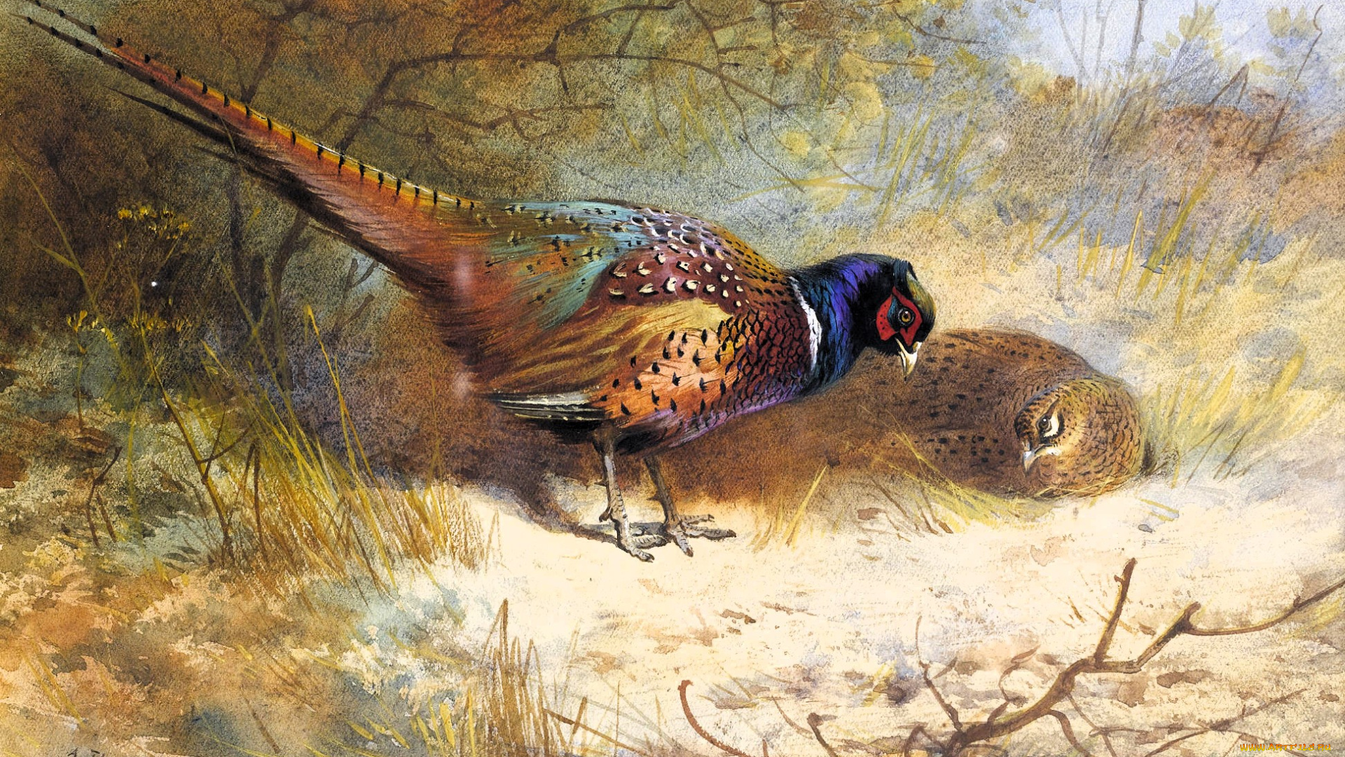 рисованное, archibald, thorburn, фазаны, пара, птицы, кусты, трава