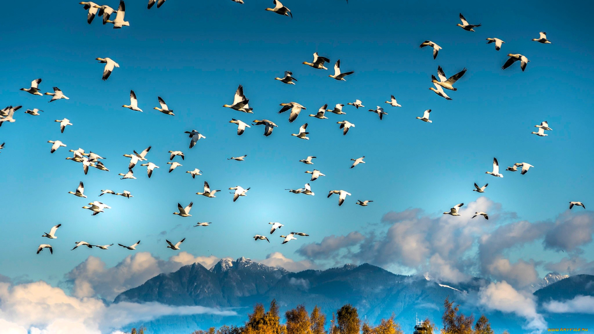 животные, гуси, птицы, стая, небо, горы, облака, деревья, осень