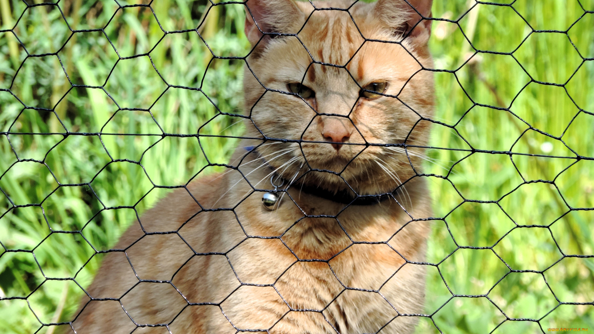 животные, коты, кот, рыжий, ошейник, зелень, сетка, забор