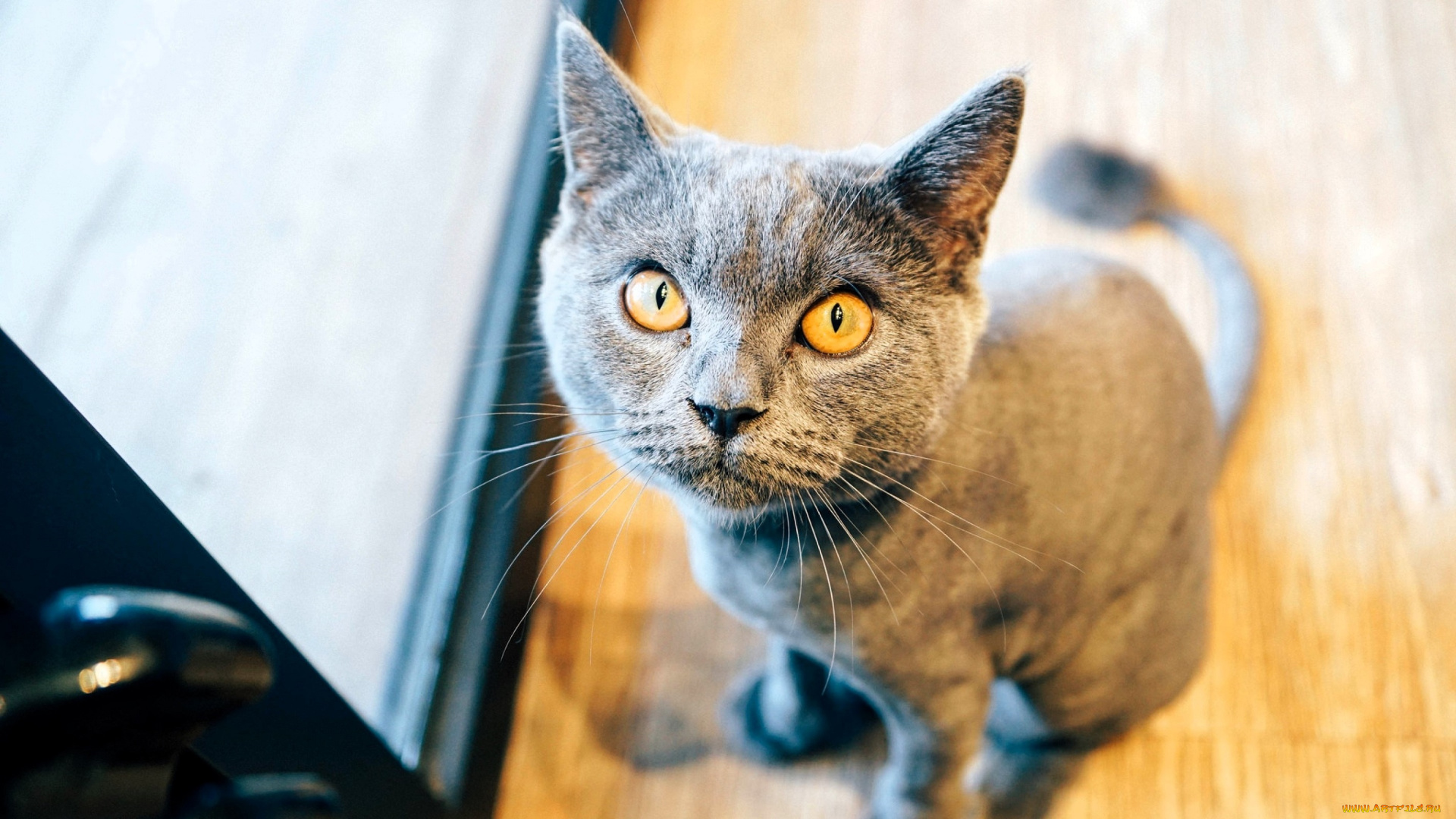 животные, коты, кот, серый, дверь