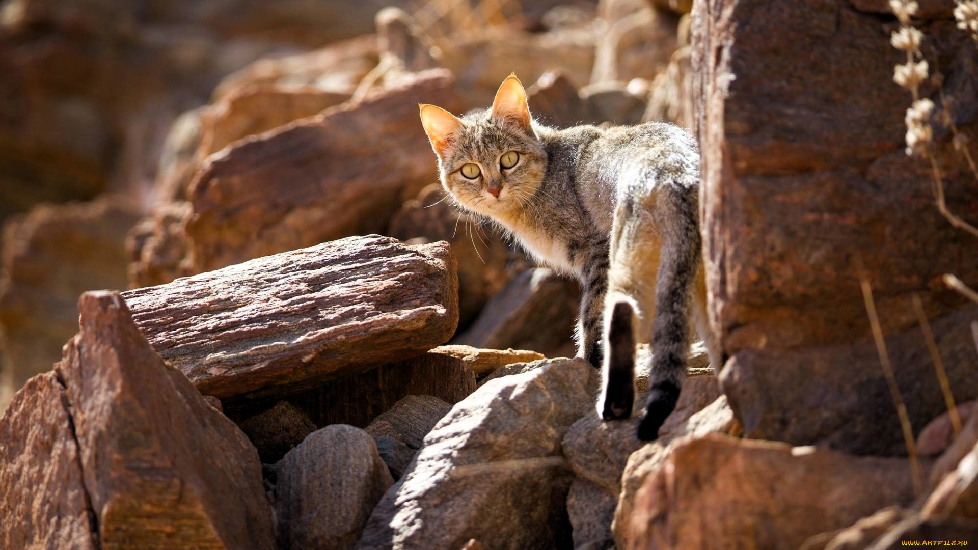 животные, коты, кот, скалы, камни
