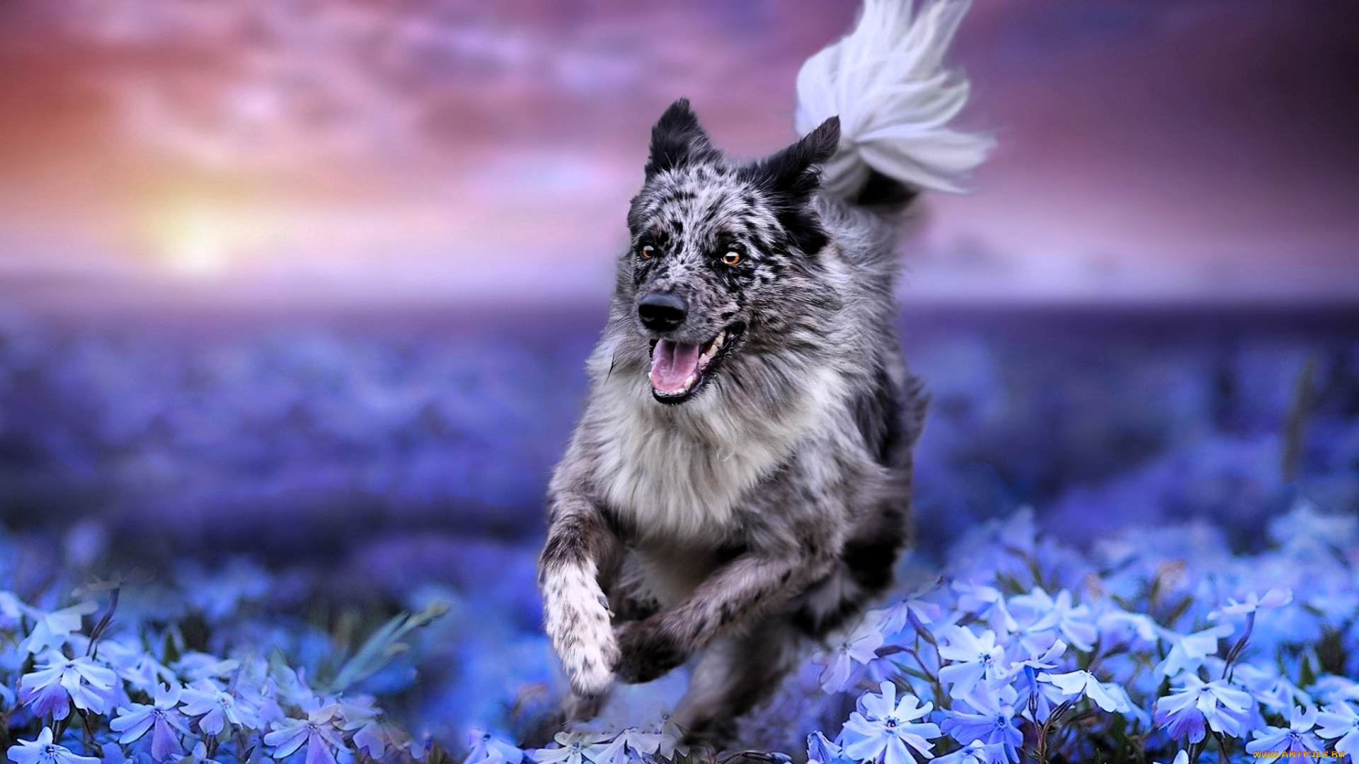 животные, собаки, собака, бог, поле, цветы