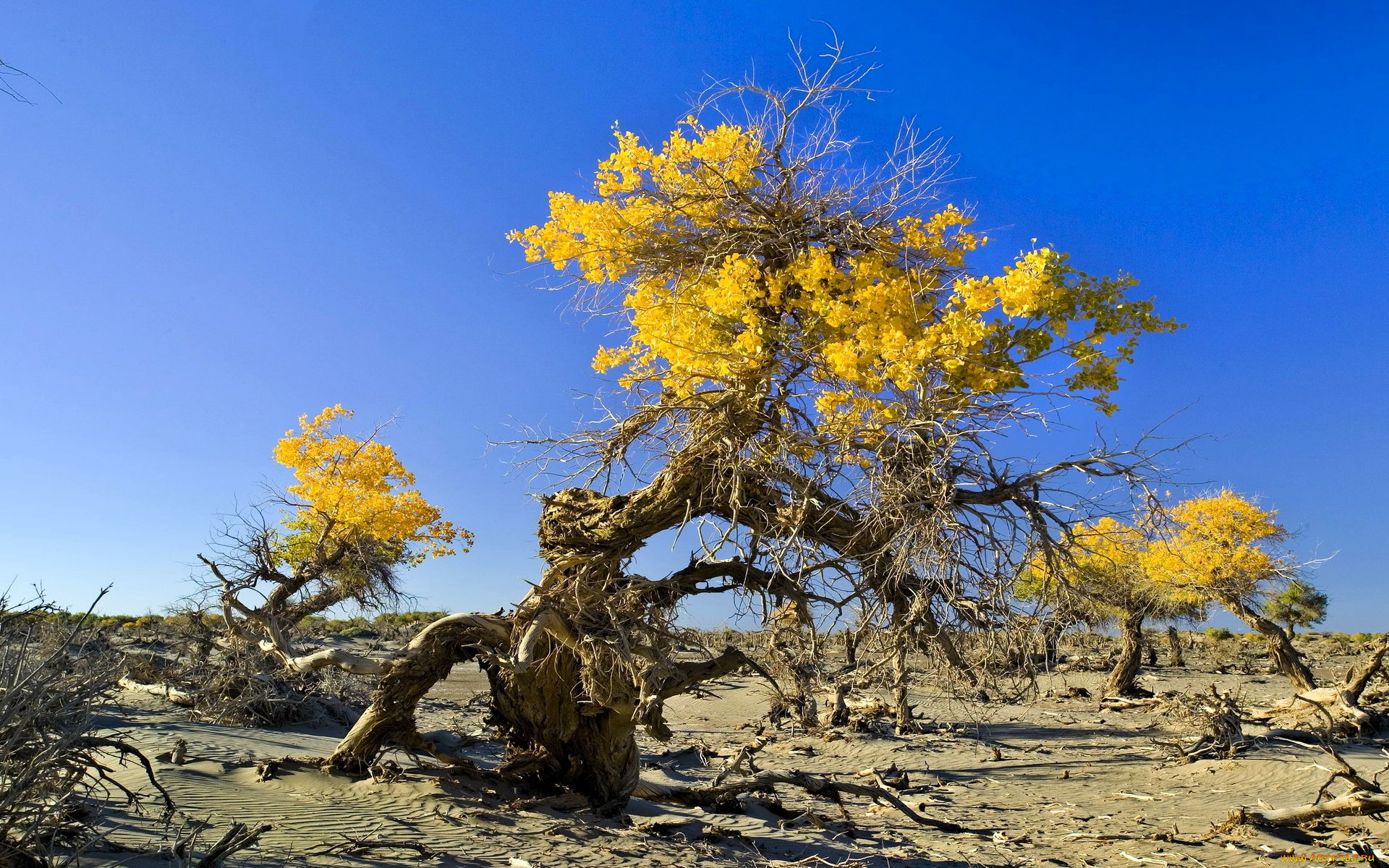 природа, деревья, песок, хворост