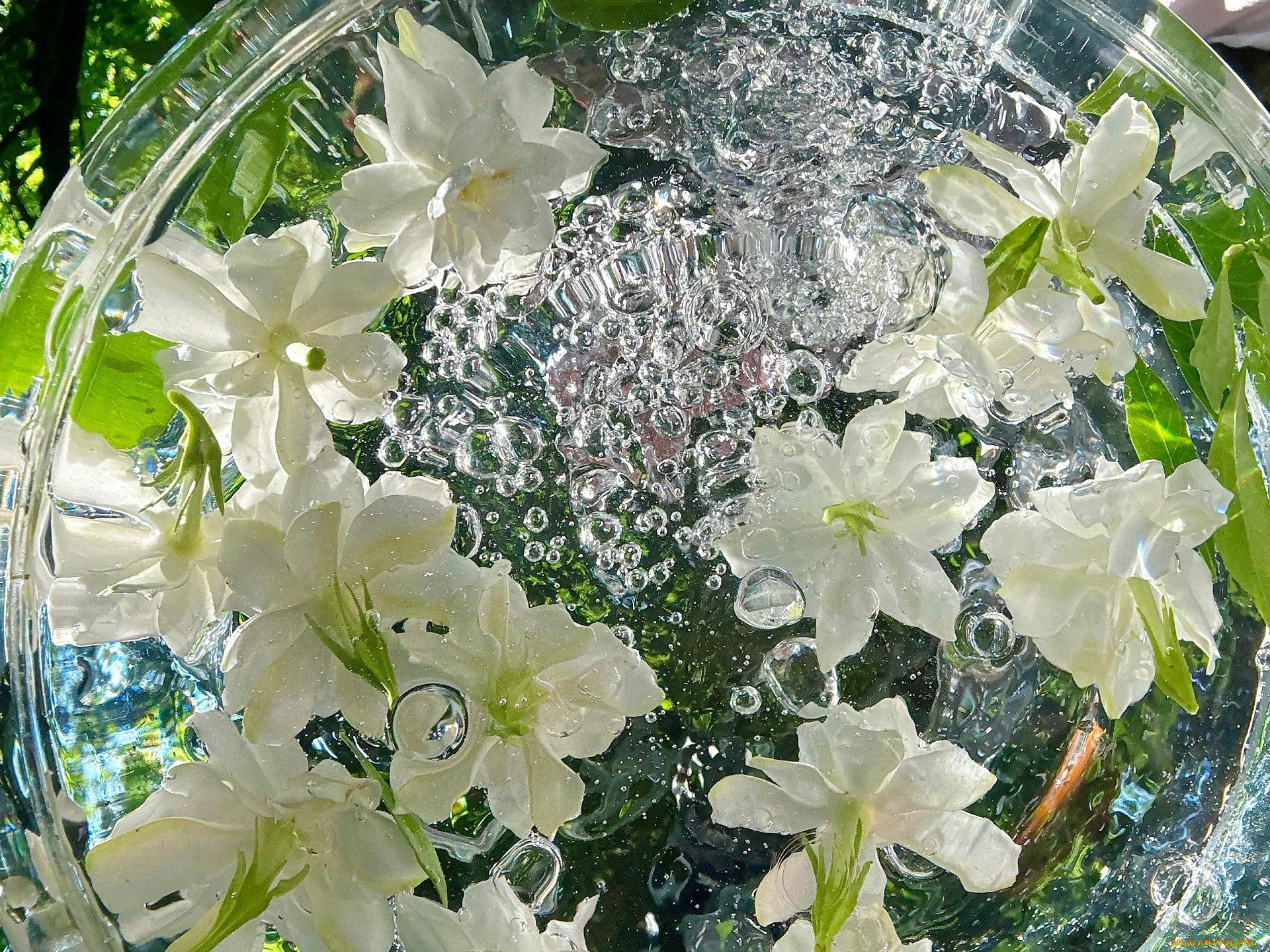 цветы, жасмин