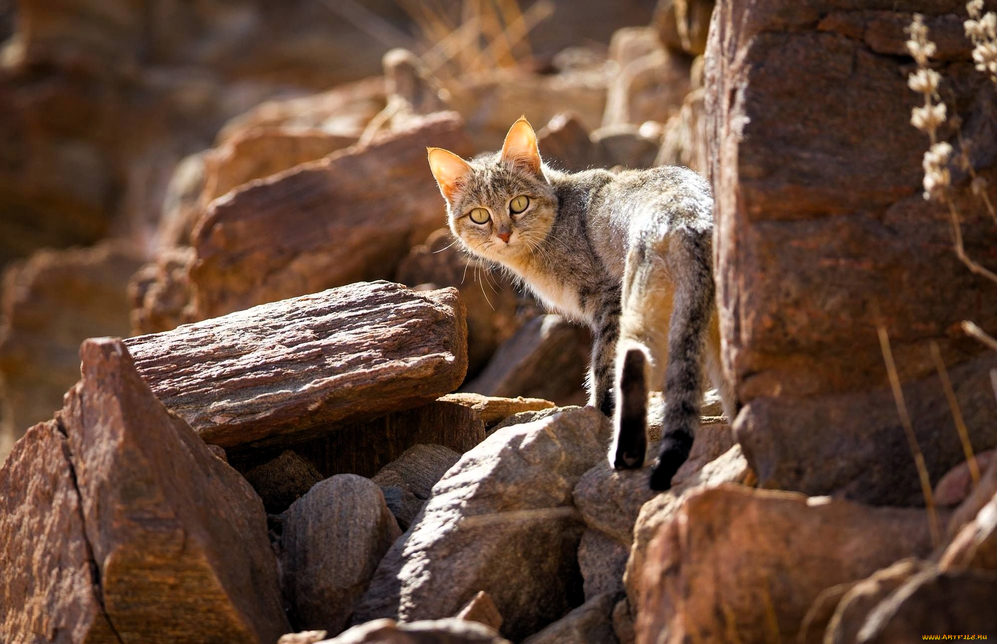 животные, коты, кот, скалы, камни