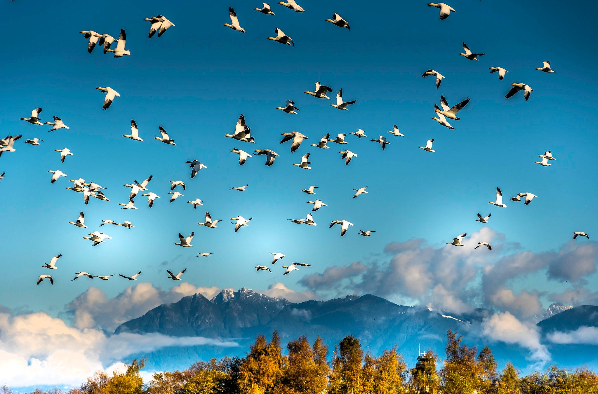 животные, гуси, птицы, стая, небо, горы, облака, деревья, осень