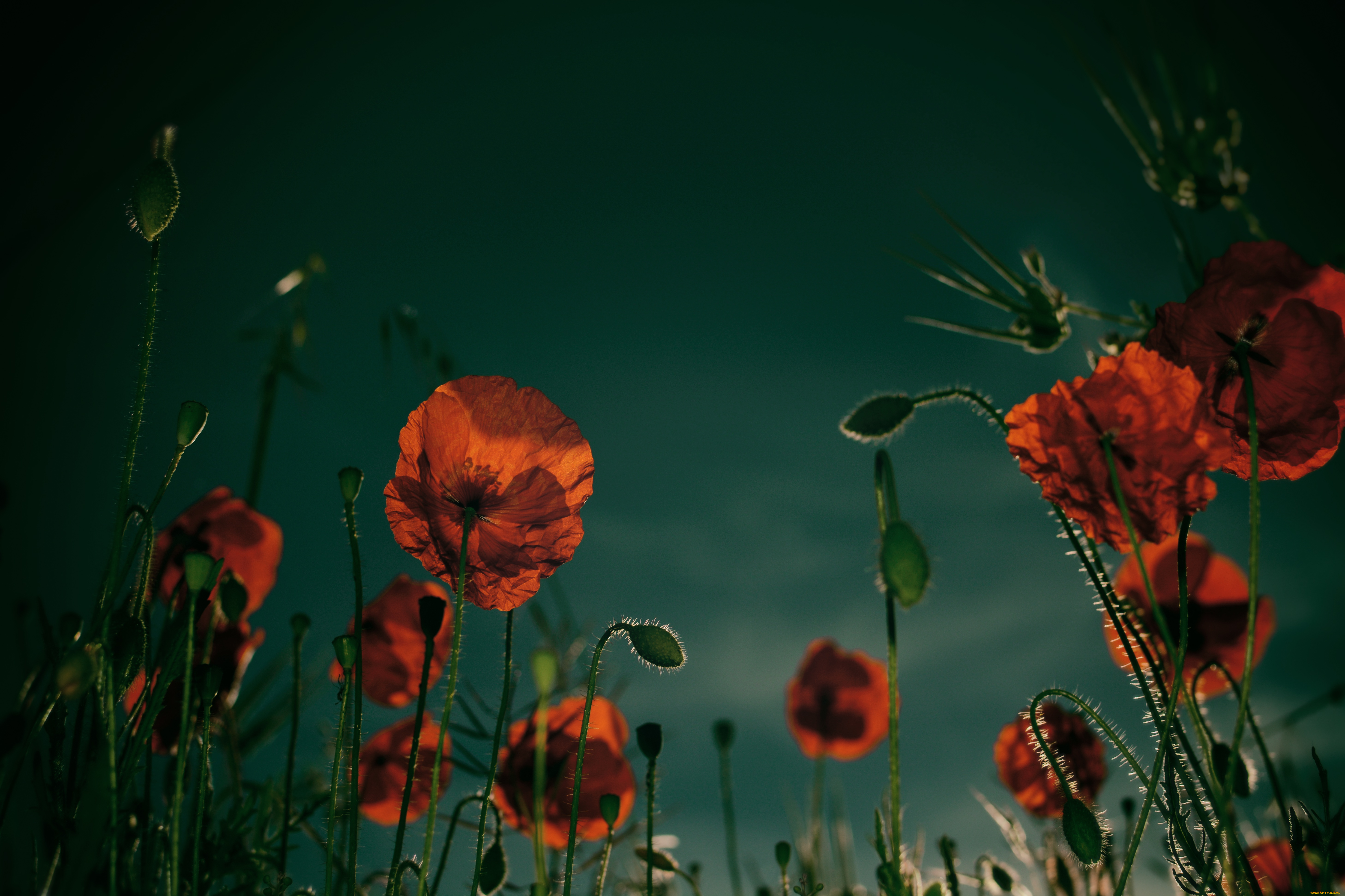 цветы, маки